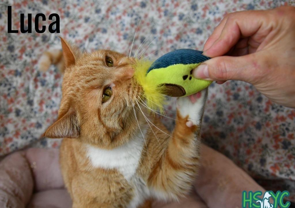Enlarge Luca, a Adoptable mixed breed in Fort Mill, SC image 3/3