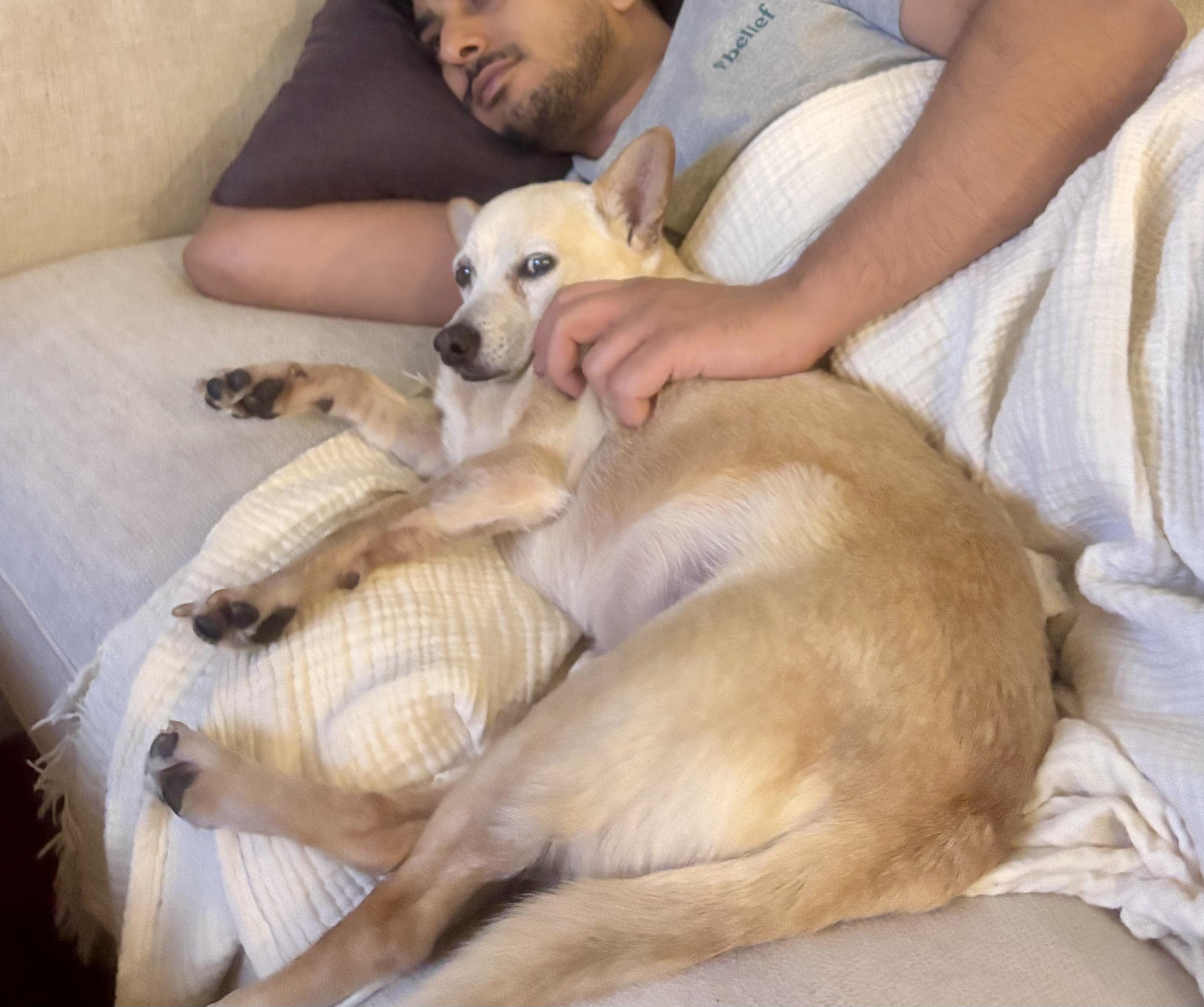 Zondo, a Adoptable mixed breed in Brooklyn, NY image 2/6