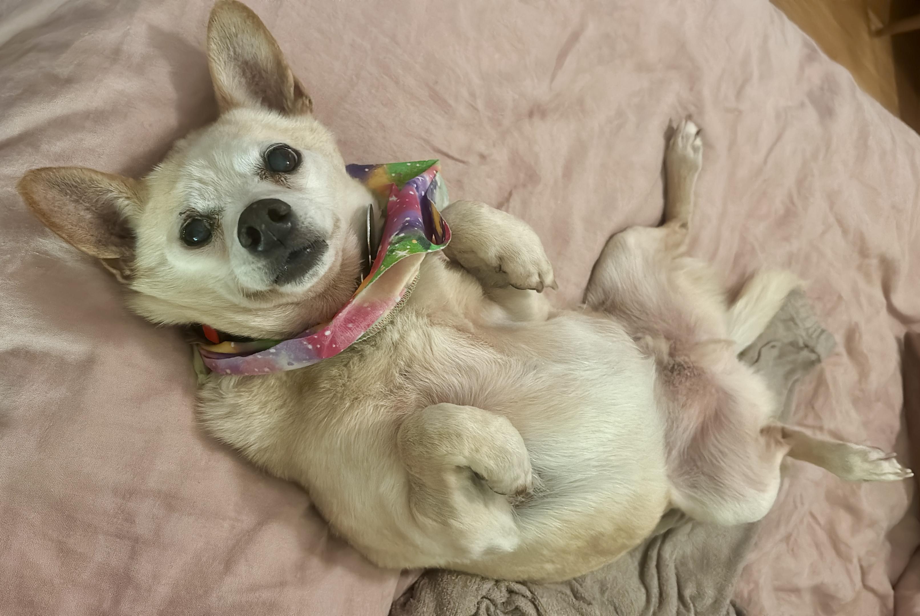 Zondo, a Adoptable mixed breed in Brooklyn, NY image 4/6