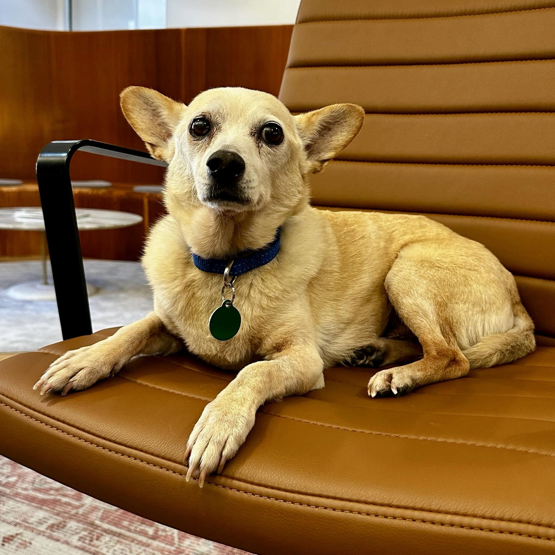 Zondo, a Adoptable mixed breed in Brooklyn, NY image 1/6