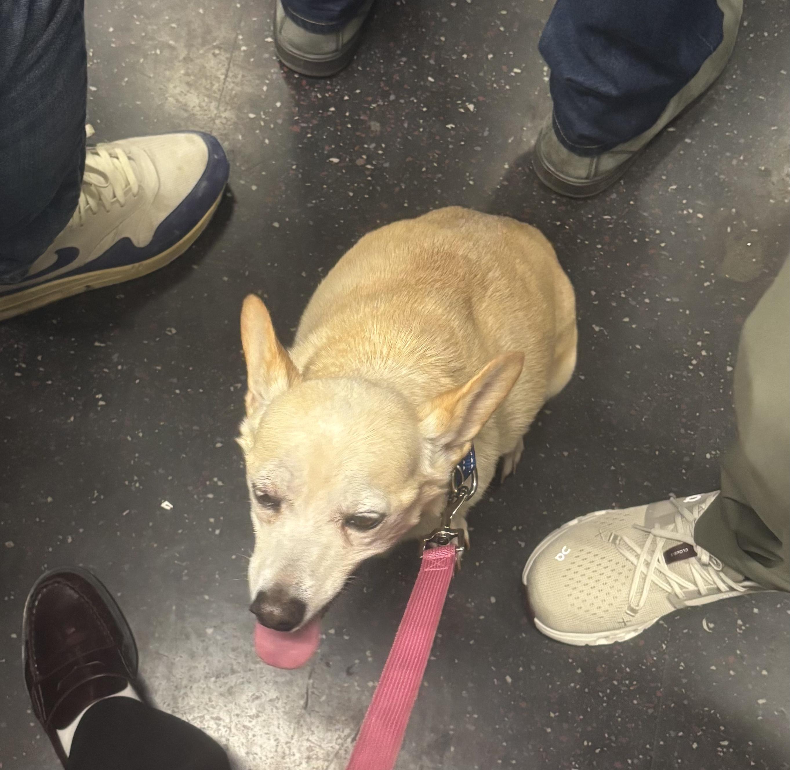 Zondo, a Adoptable mixed breed in Brooklyn, NY image 6/6