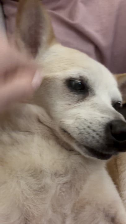 Enlarge Zondo, a Adoptable mixed breed in Brooklyn, NY video 5/6