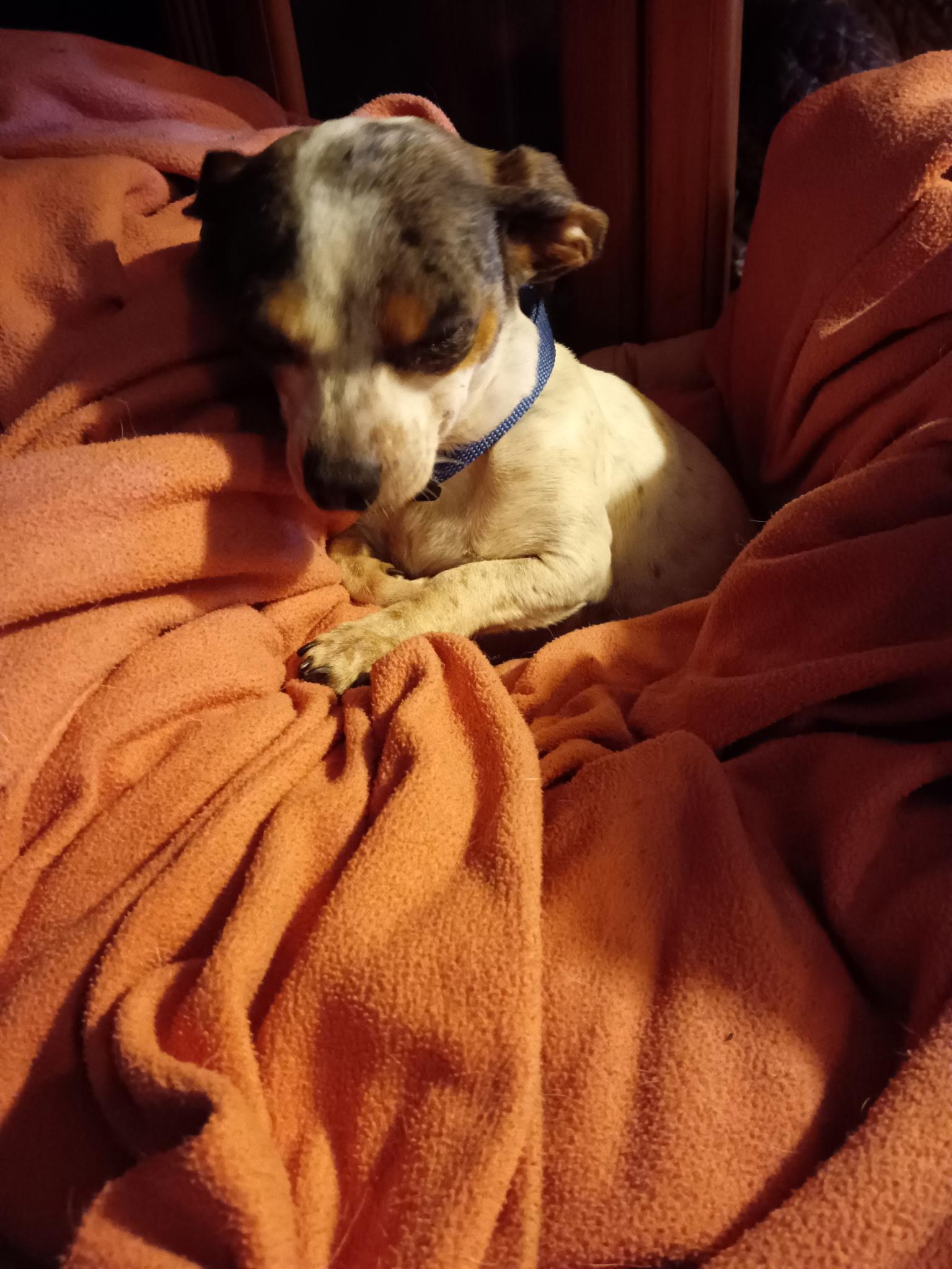 Enlarge Spot, an adopted mixed breed in Eustis, FL image 2/2