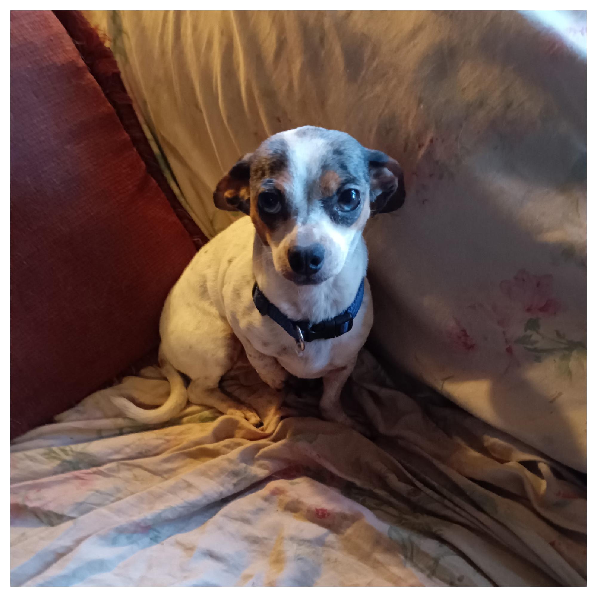 Enlarge Spot, an adopted mixed breed in Eustis, FL image 1/2