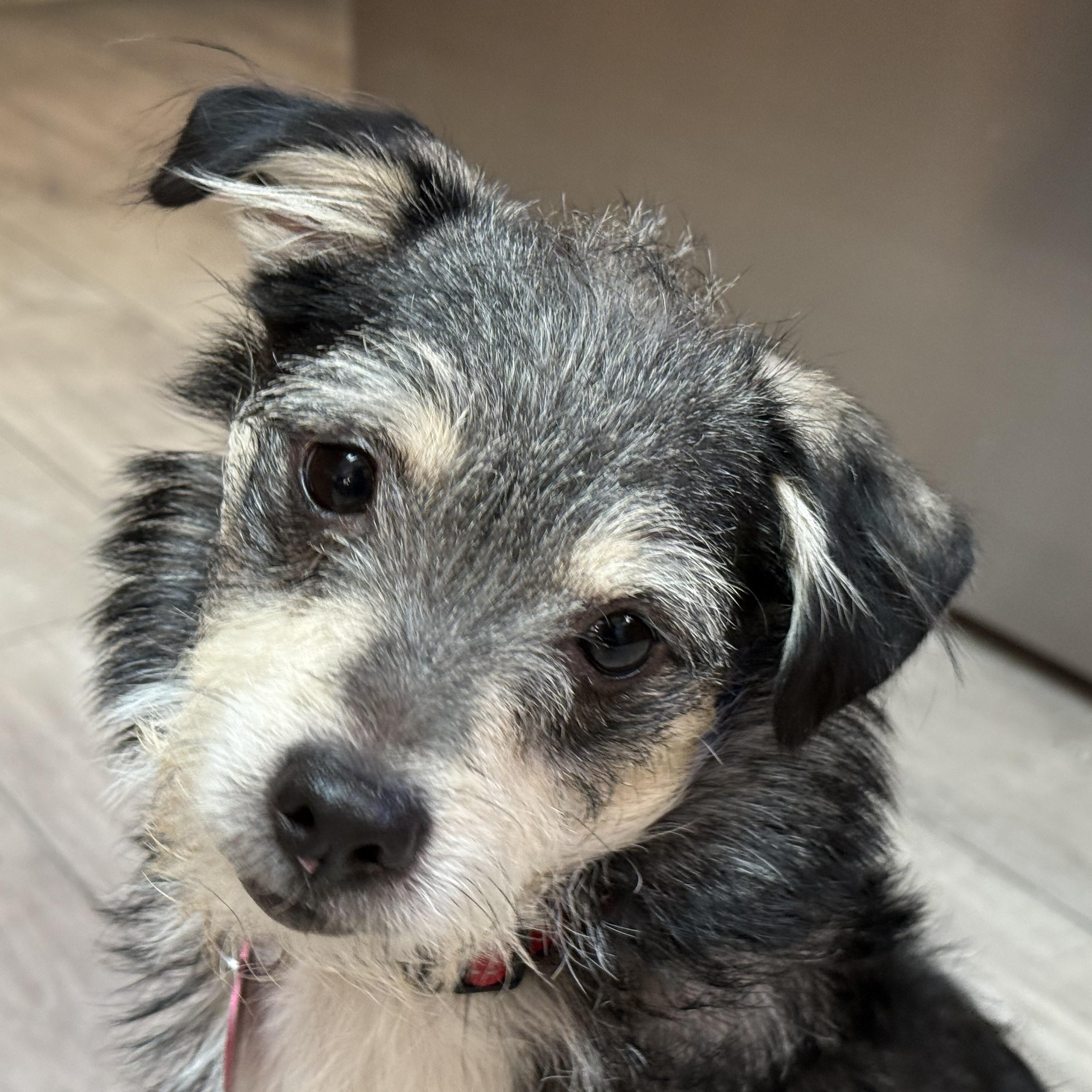 Enlarge Archie, a Adopted mixed breed in Sacramento, CA image 1/6