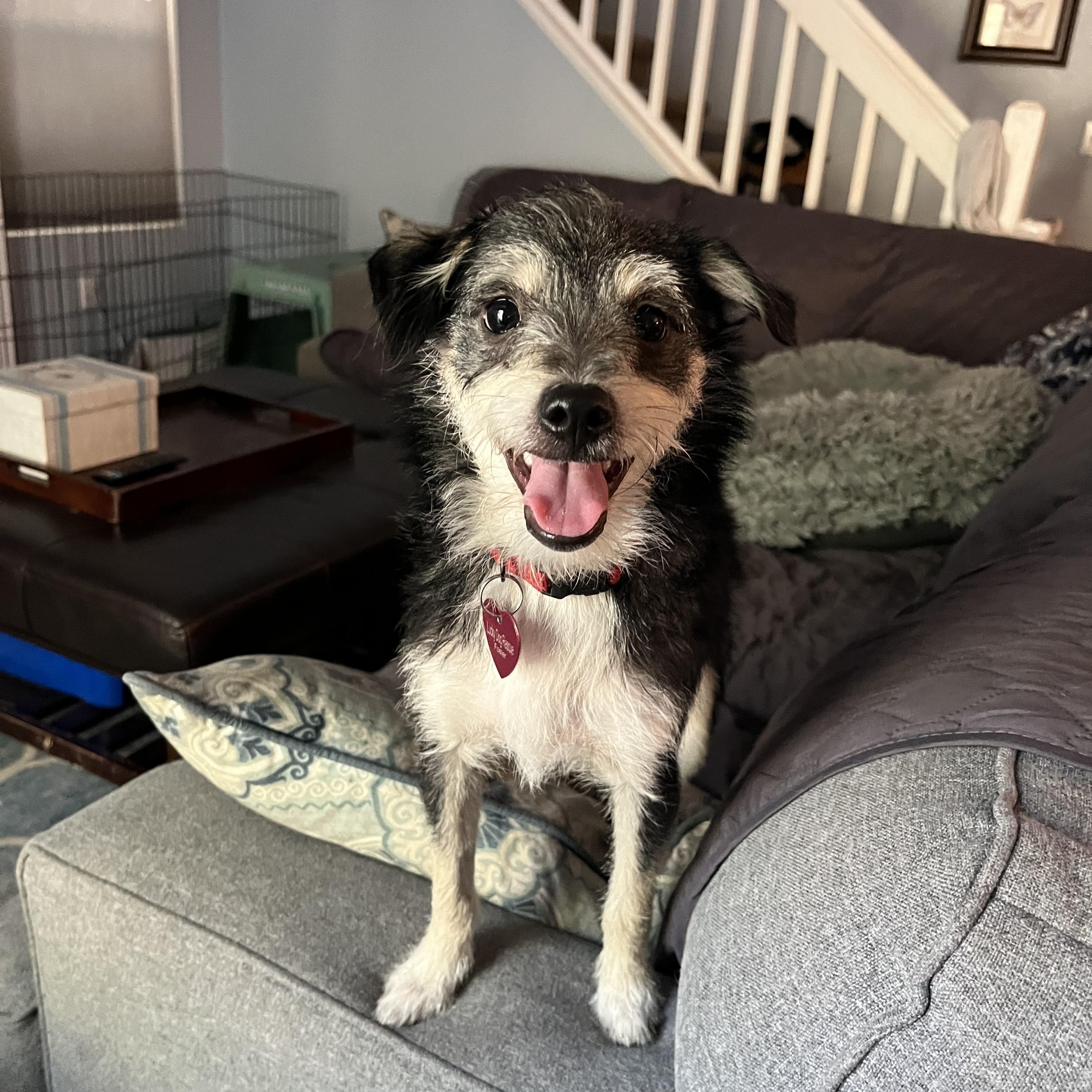 Enlarge Archie, a Adopted mixed breed in Sacramento, CA image 2/6