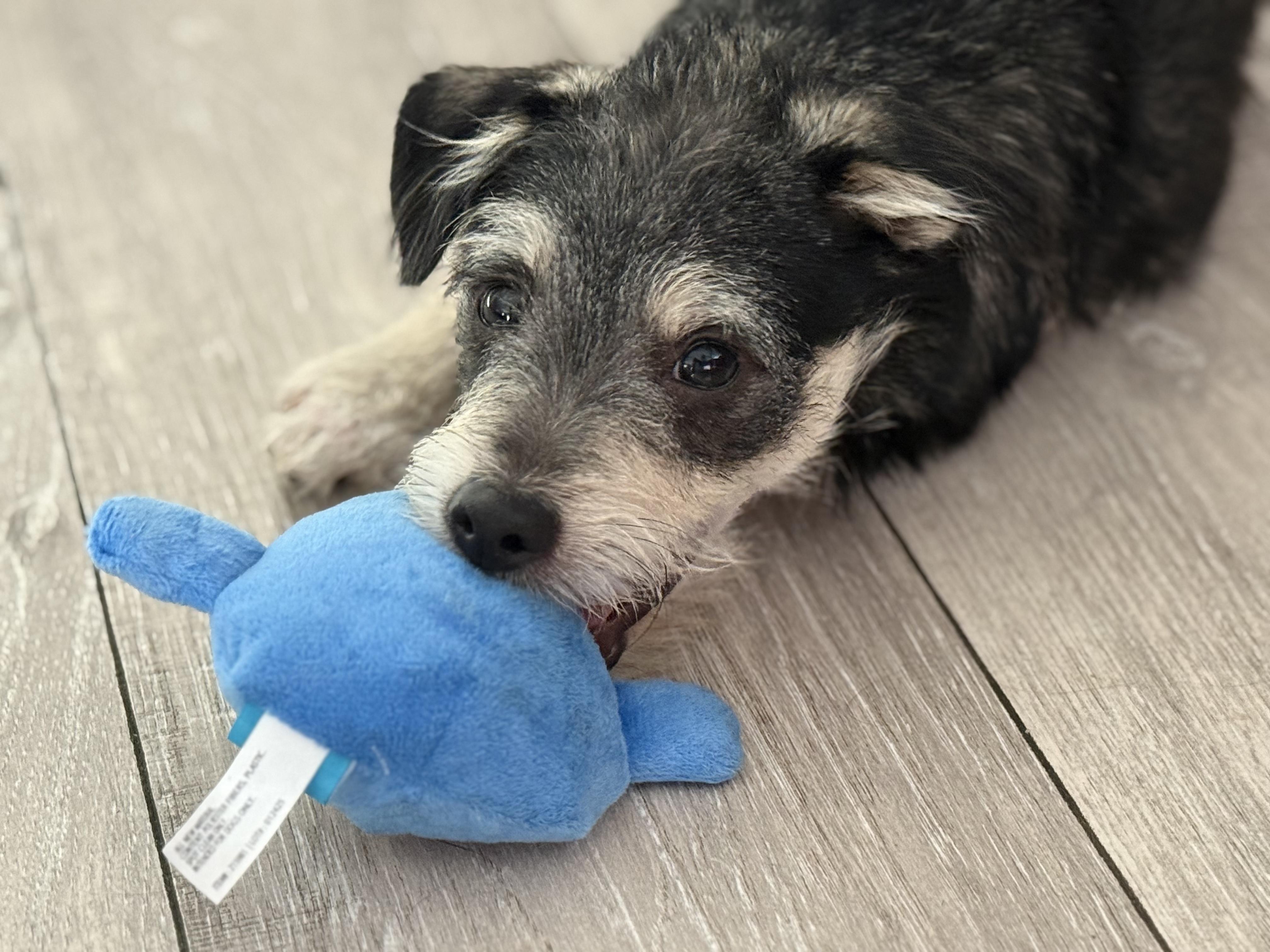 Enlarge Archie, a Adopted mixed breed in Sacramento, CA image 4/6