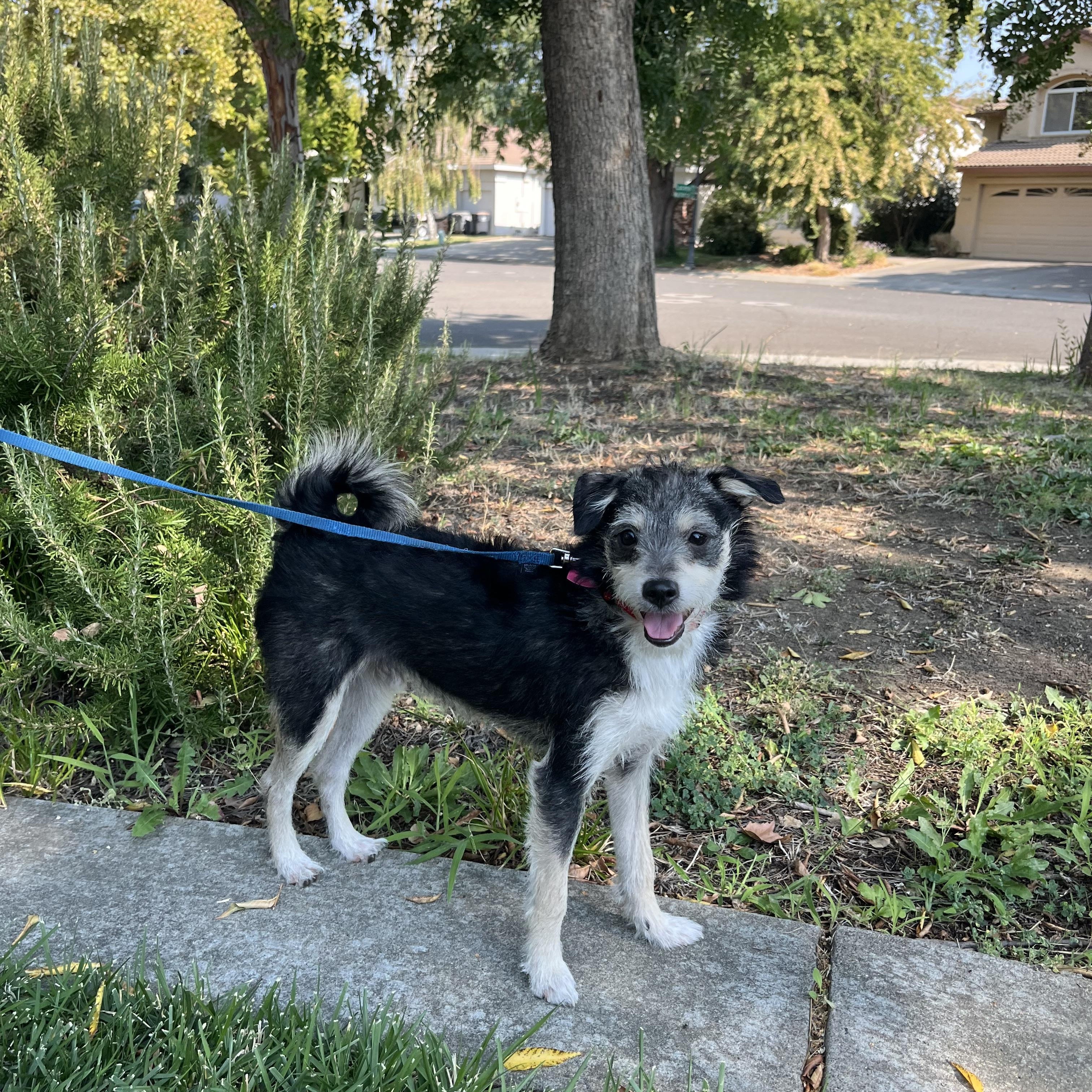 Enlarge Archie, a Adopted mixed breed in Sacramento, CA image 5/6
