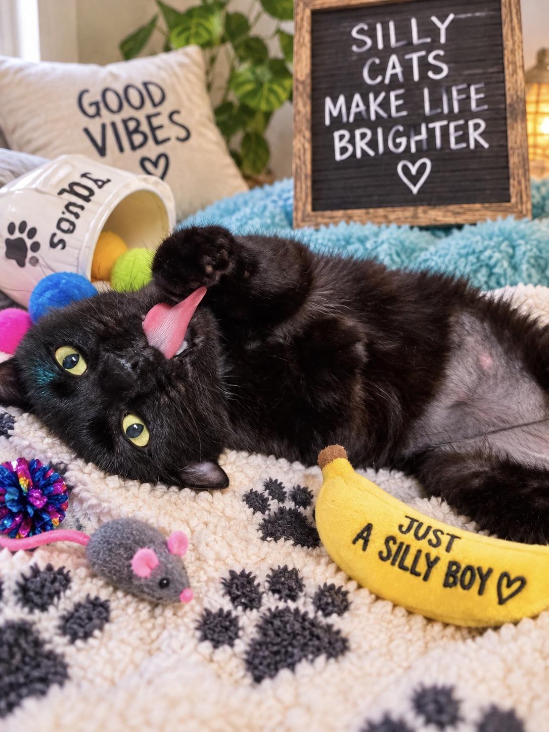 Enlarge Slinky, a Adopted Domestic Short Hair in Saginaw, MI image 2/3