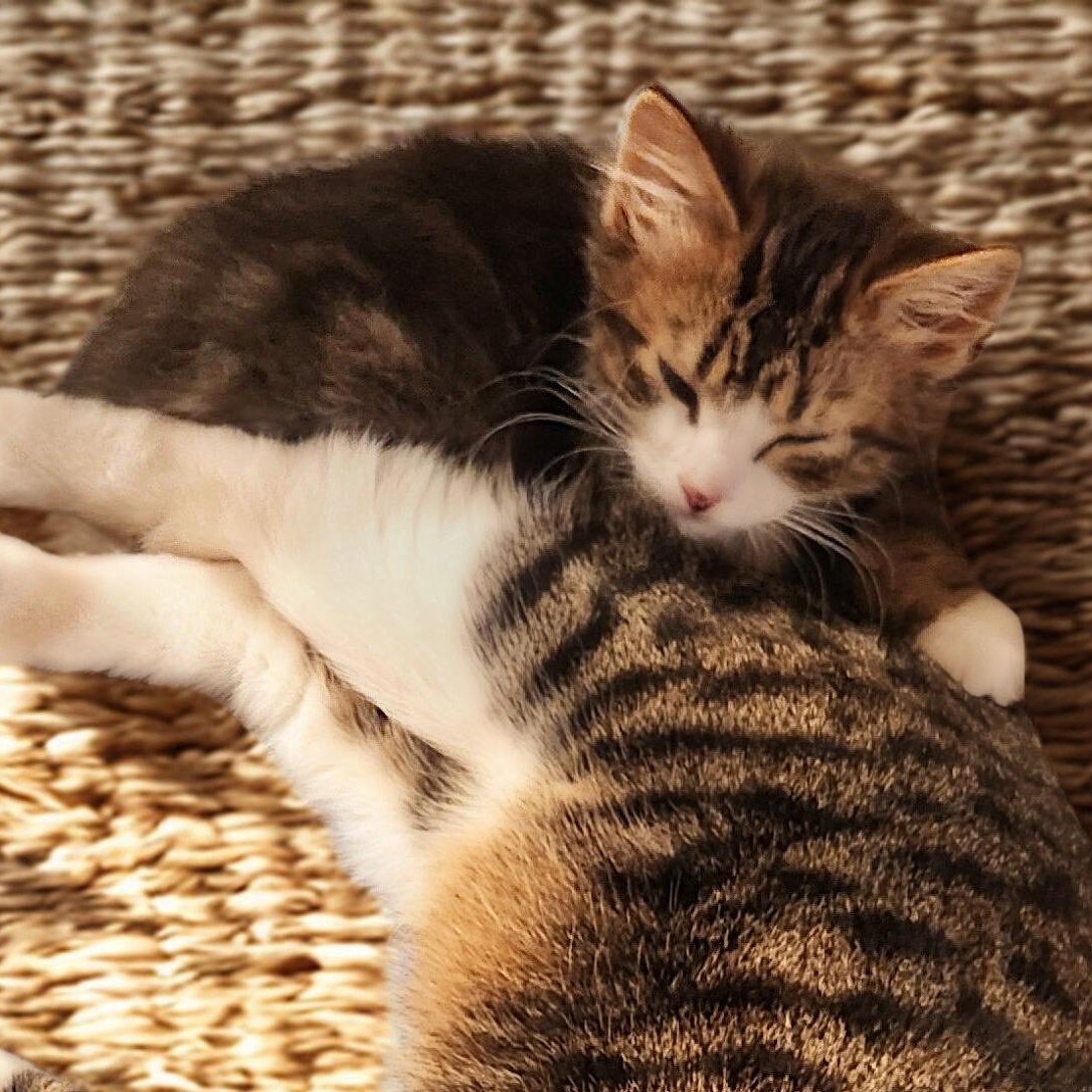 GREMLIN, an adopted Domestic Long Hair in Mankato, MN image 5/5