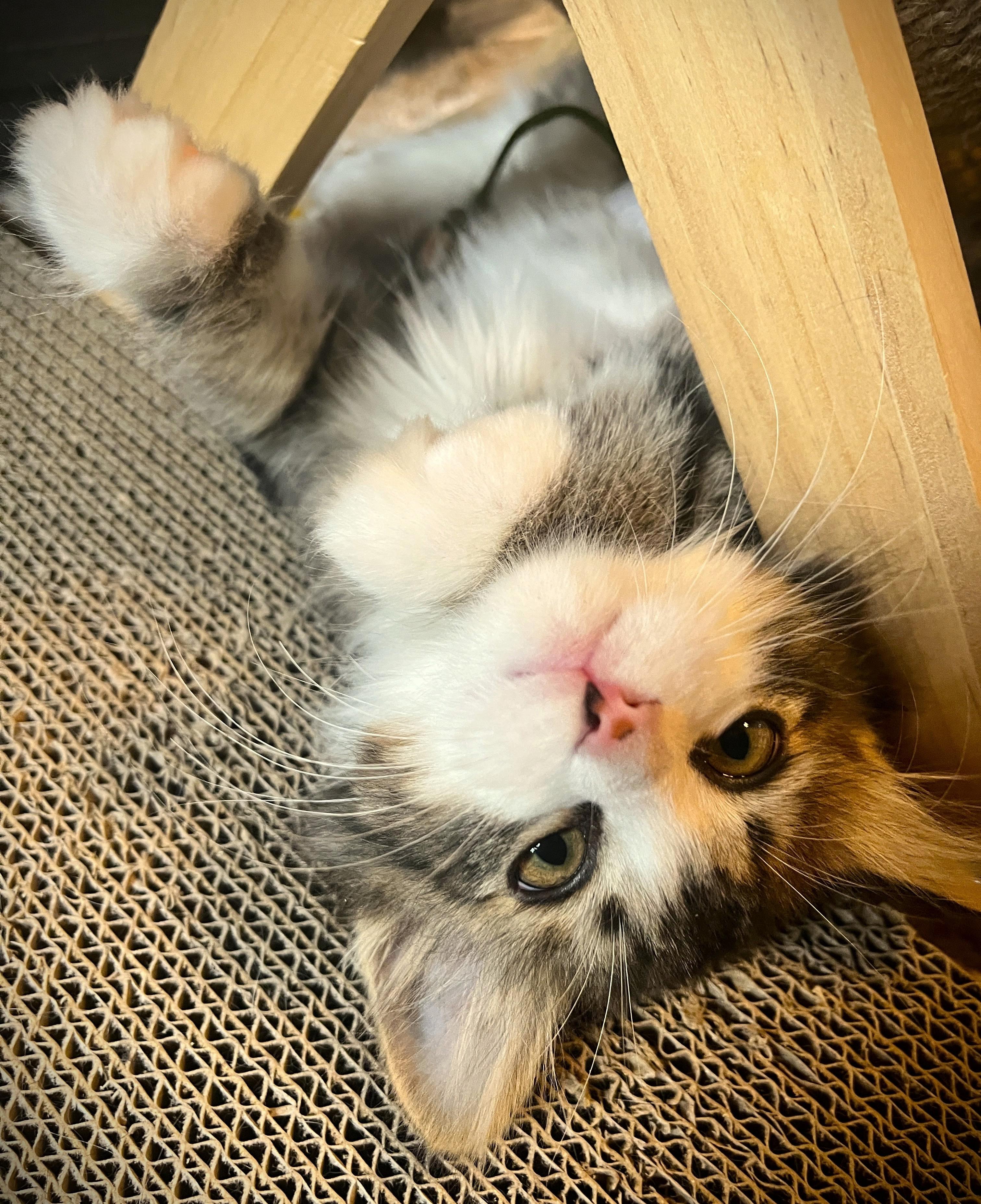 GREMLIN, adopted, Kitten Male Domestic Long Hair.