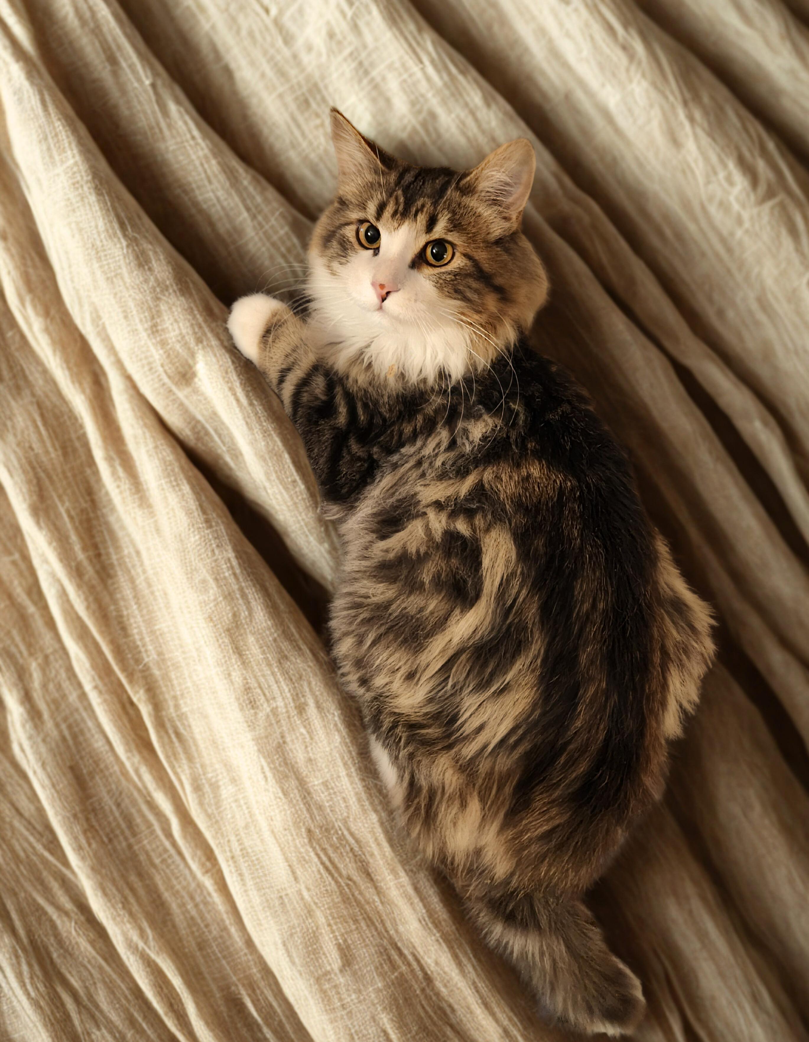 GREMLIN, an adopted Domestic Long Hair in Mankato, MN image 4/5