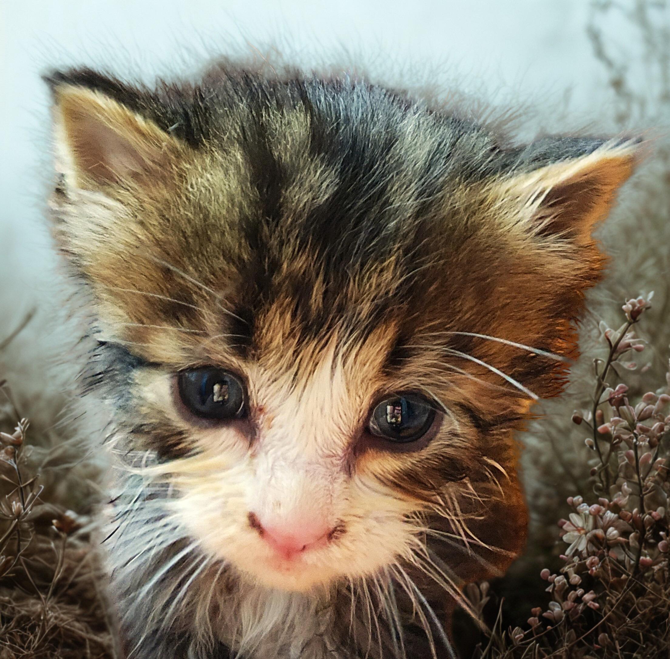 GREMLIN, an adopted Domestic Long Hair in Mankato, MN image 3/5