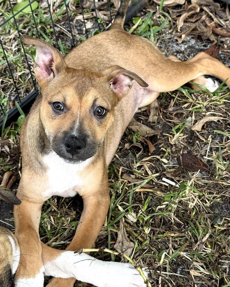 Cora * — thumbnail 2