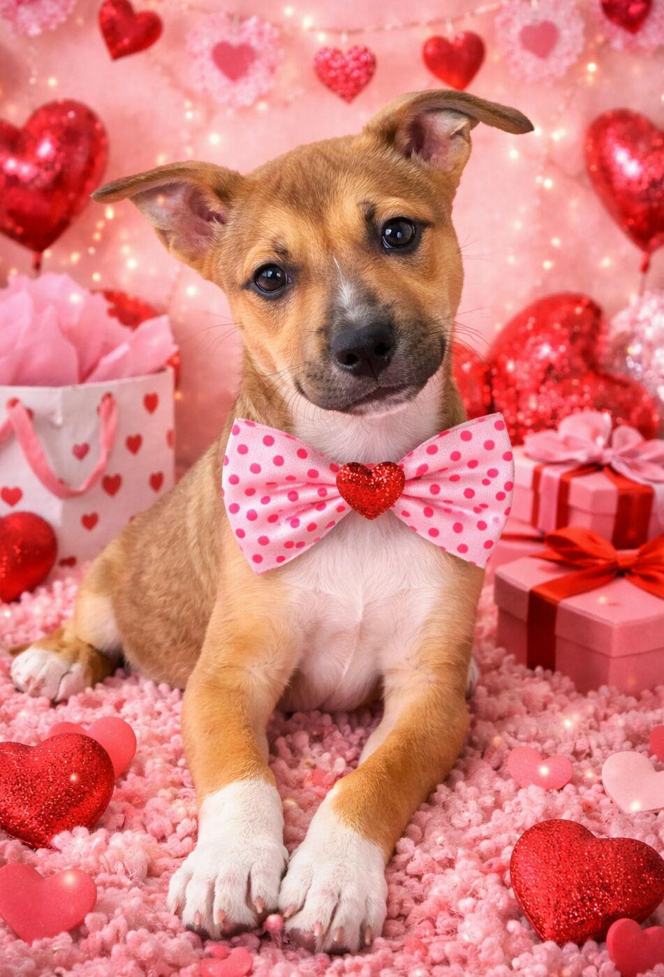 Cora * — thumbnail 3