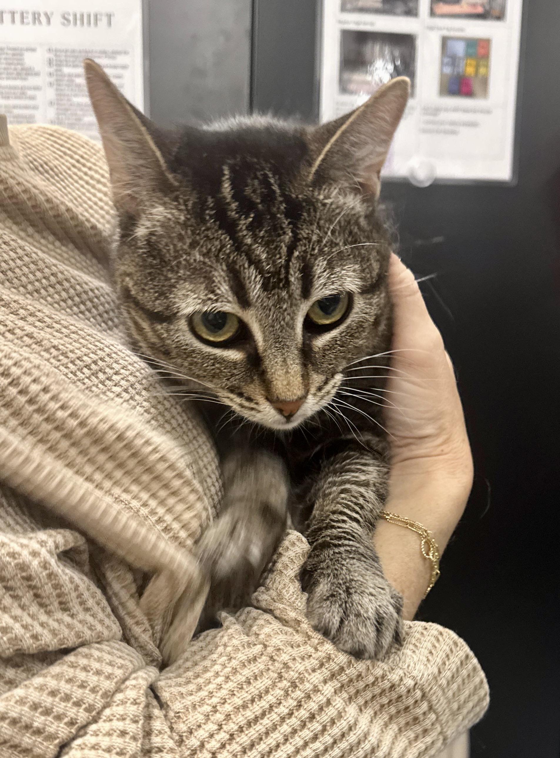 Wednesday - cat available for adoption at The Ark of San Juan