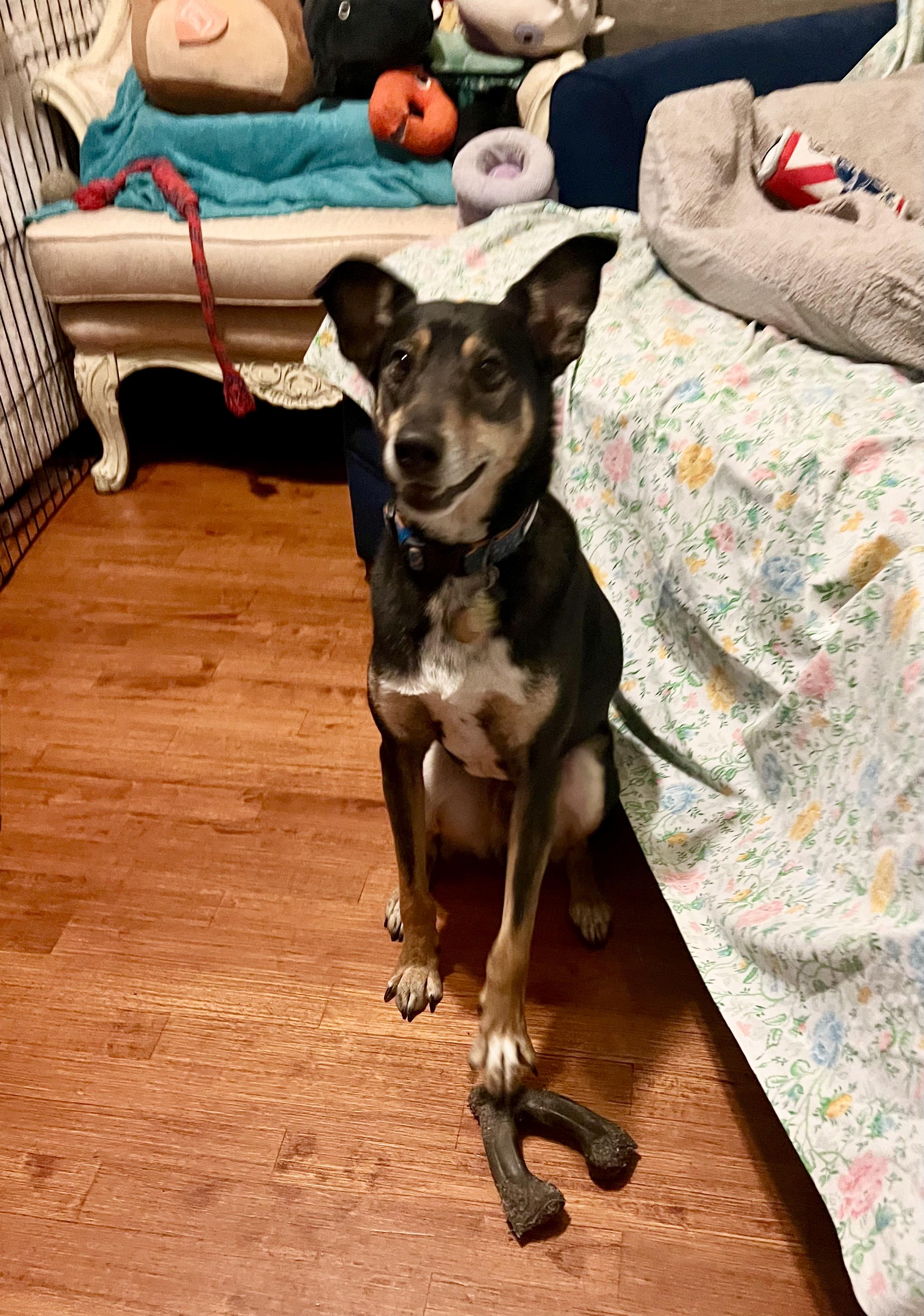 Enlarge Mouse, a ADOPTABLE mixed breed in New Orleans, LA image 2/3