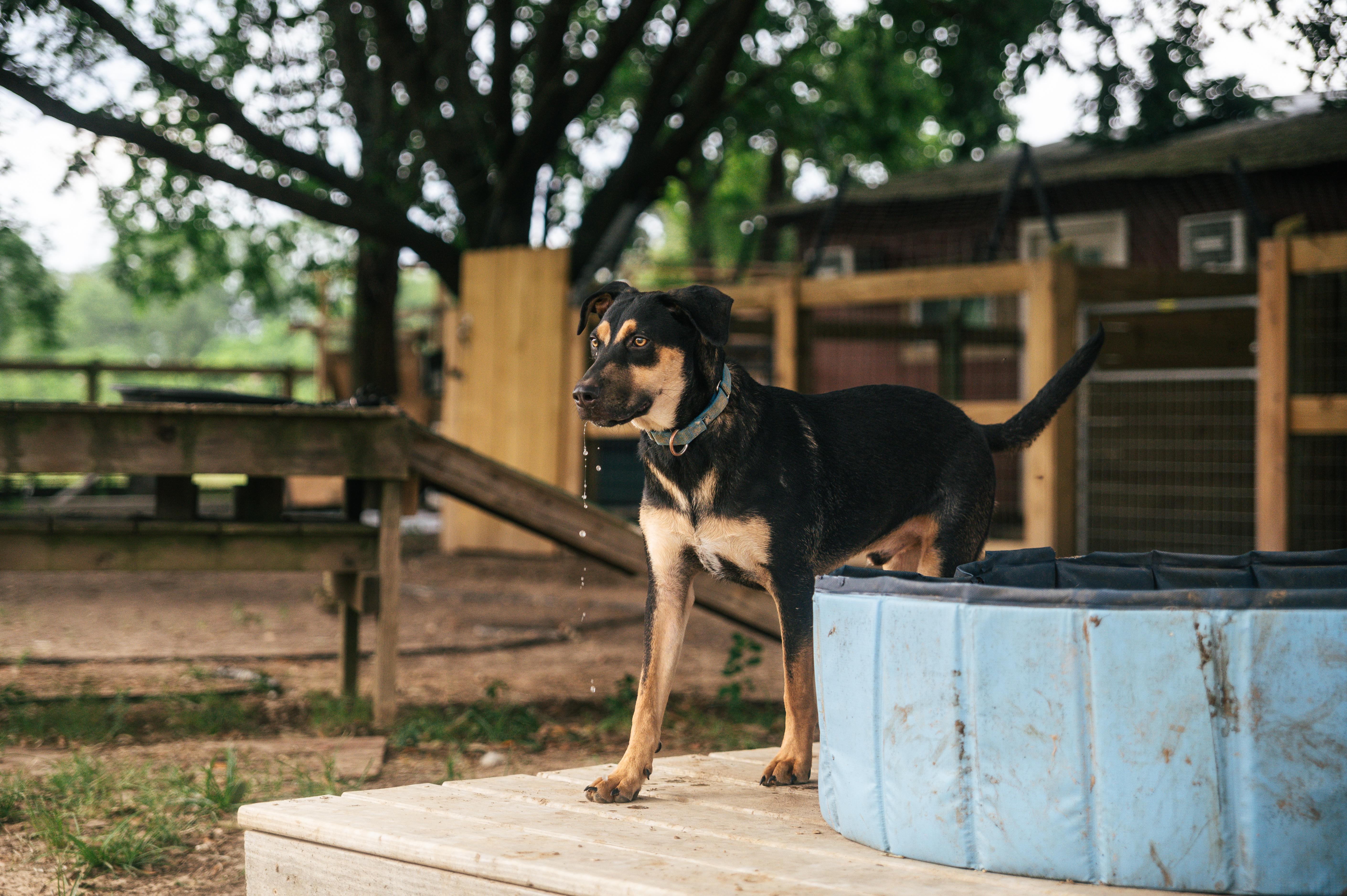 Enlarge Bolt-MN, a Adoptable mixed breed in St Paul, MN image 3/6