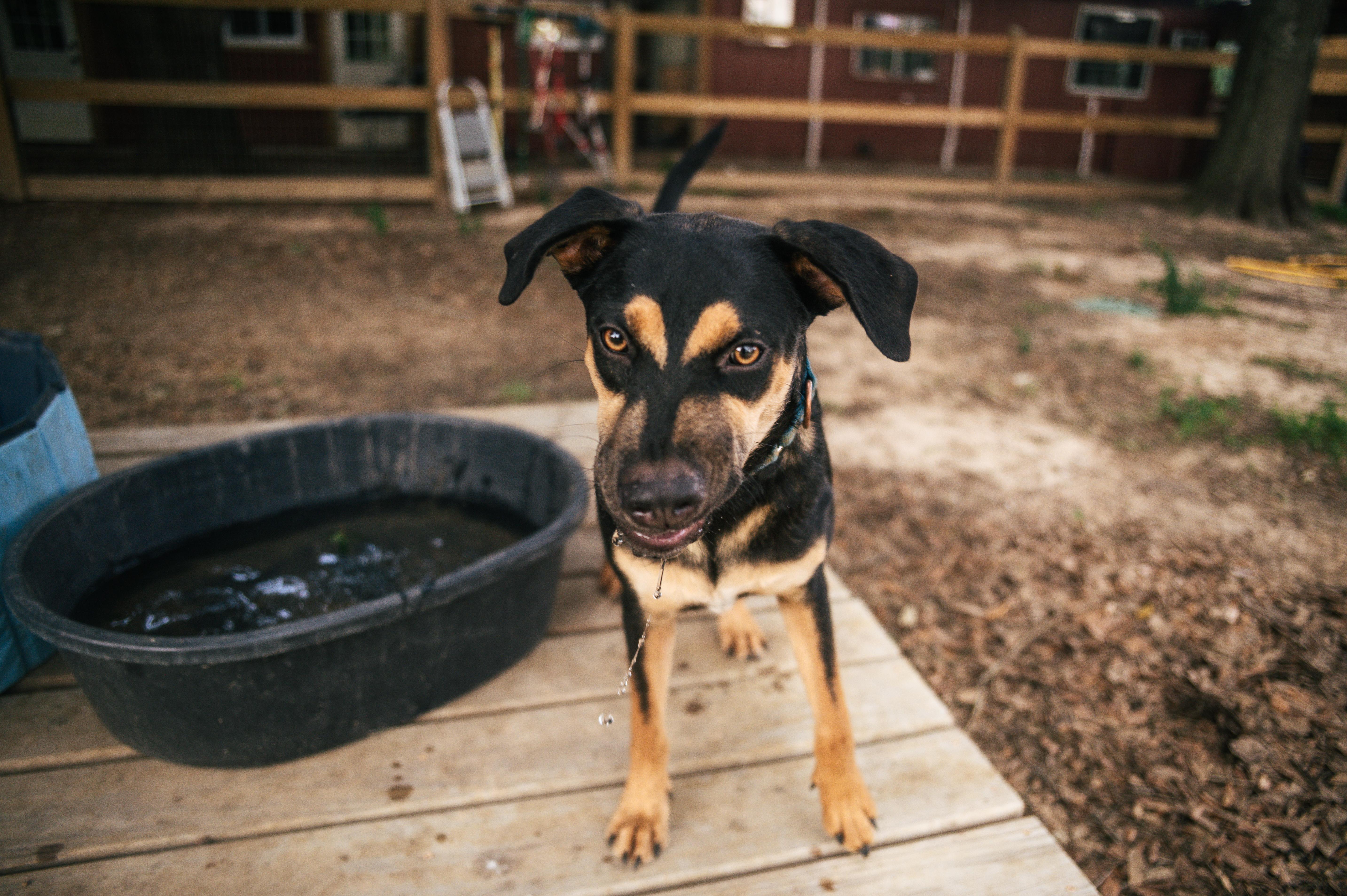 Enlarge Bolt-MN, a Adoptable mixed breed in St Paul, MN image 6/6