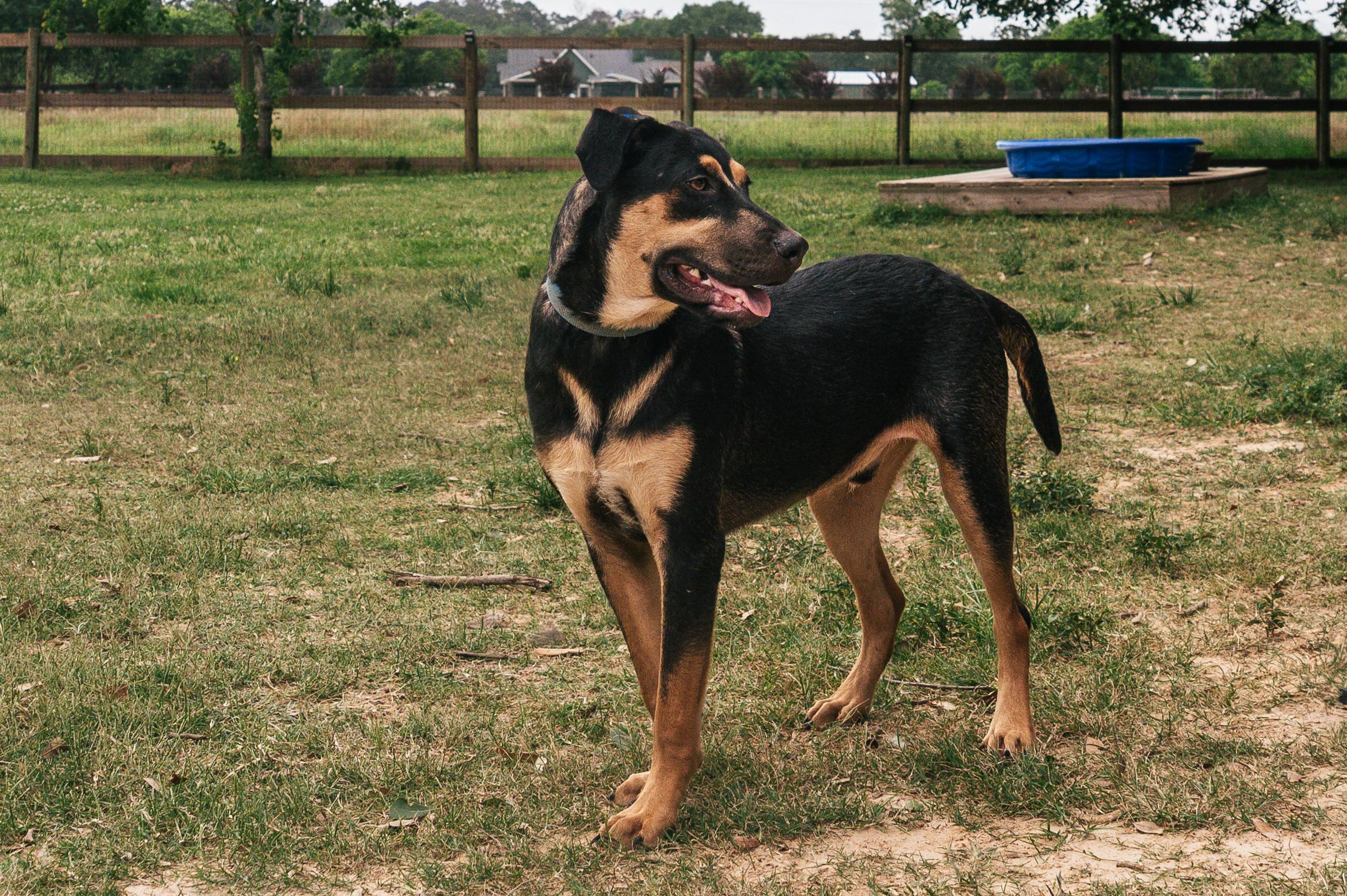 Enlarge Bolt-MN, a Adoptable mixed breed in St Paul, MN image 5/6