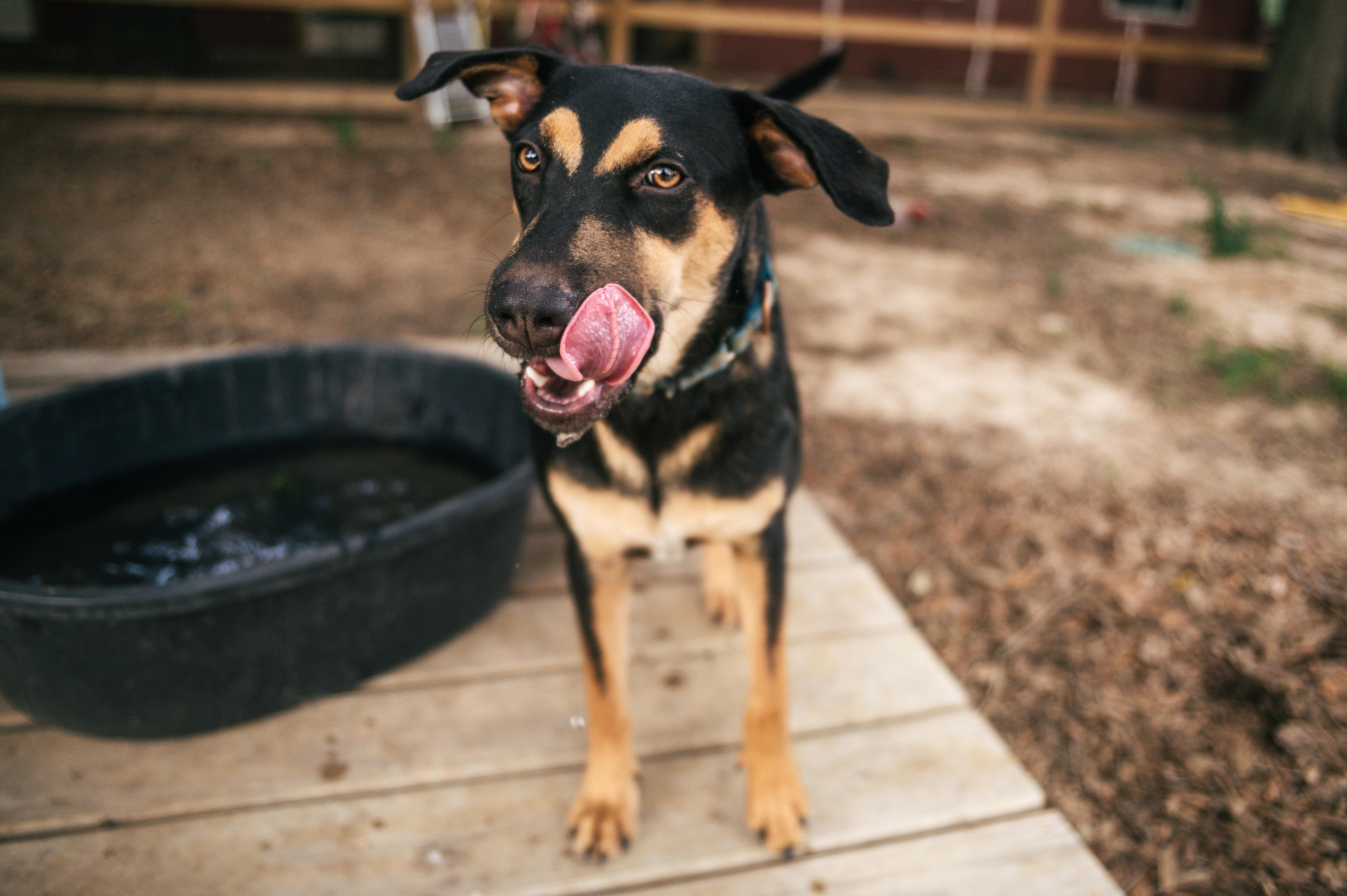 Enlarge Bolt-MN, a Adoptable mixed breed in St Paul, MN image 2/6