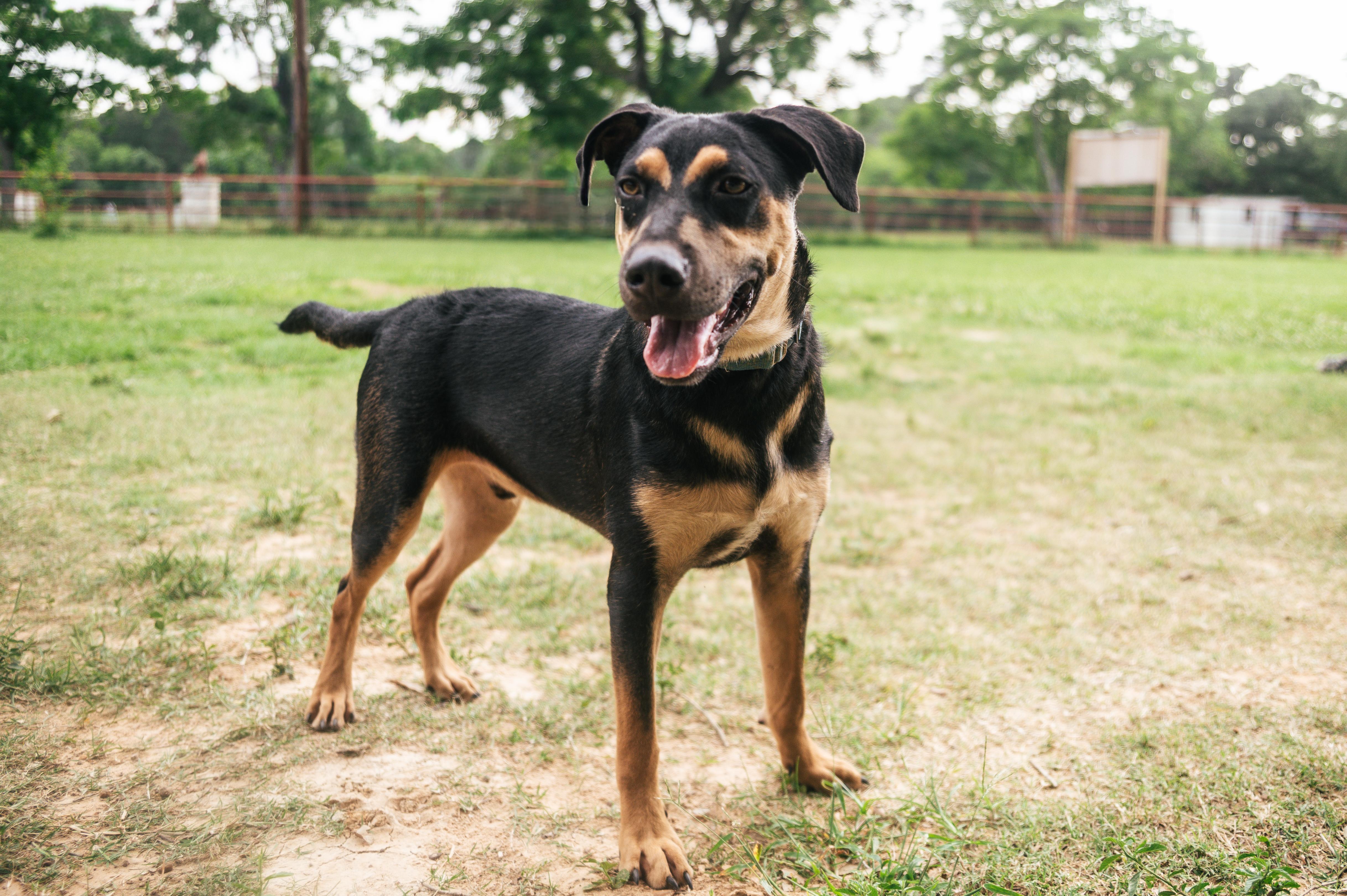 Enlarge Bolt-MN, a Adoptable mixed breed in St Paul, MN image 4/6