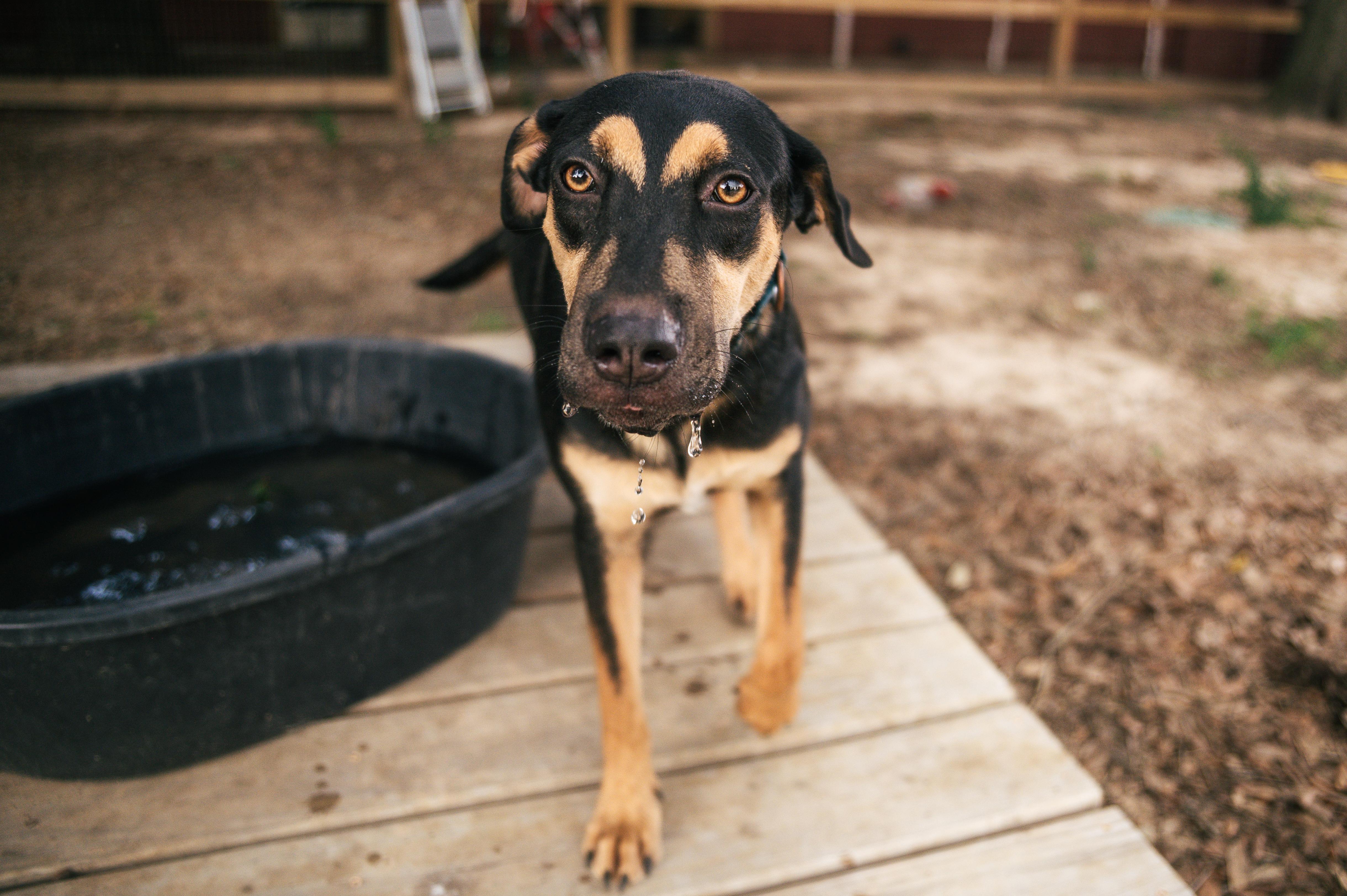 Enlarge Bolt-MN, a Adoptable mixed breed in St Paul, MN image 1/6