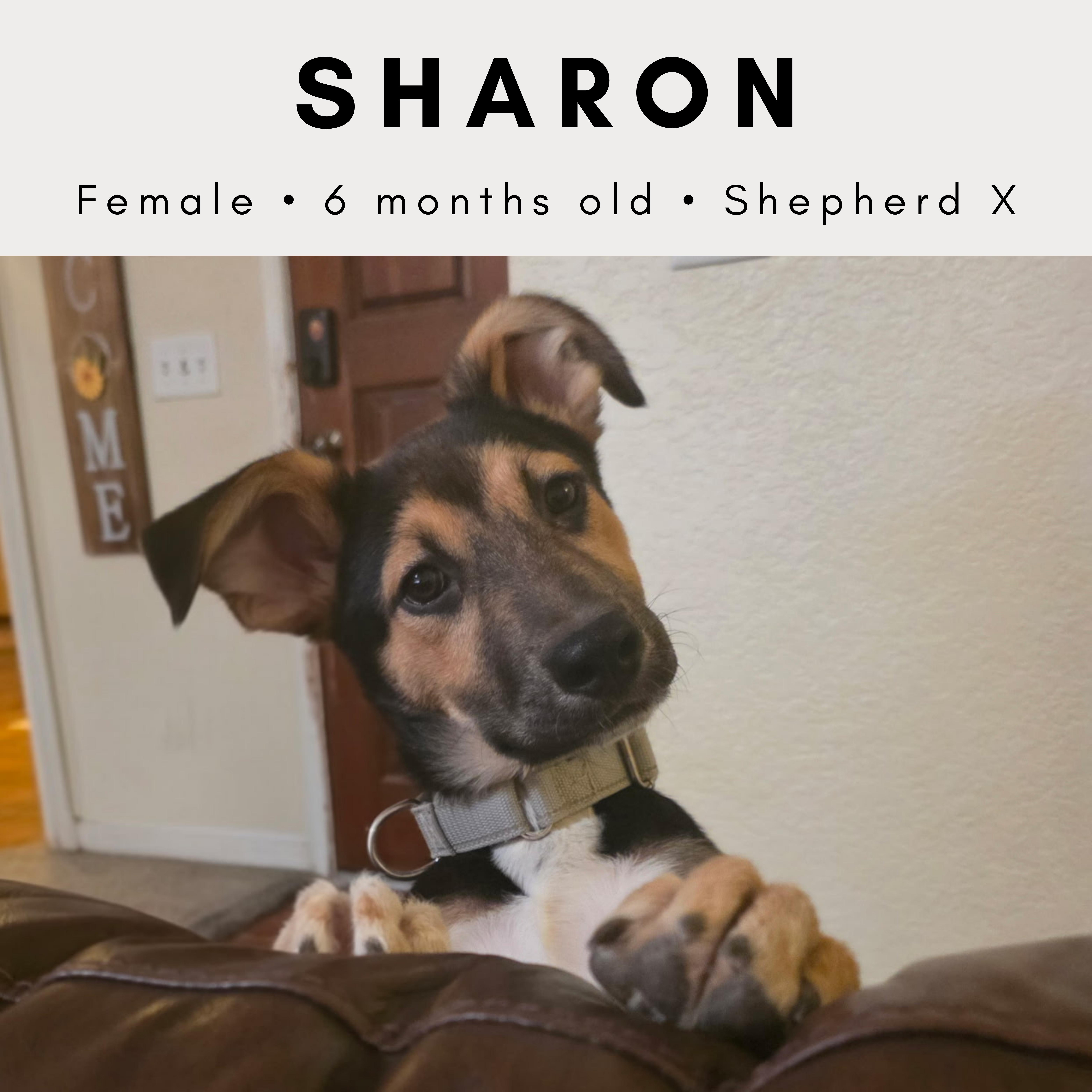 Enlarge Sharon, a ADOPTABLE mixed breed in Tucson, AZ image 1/1