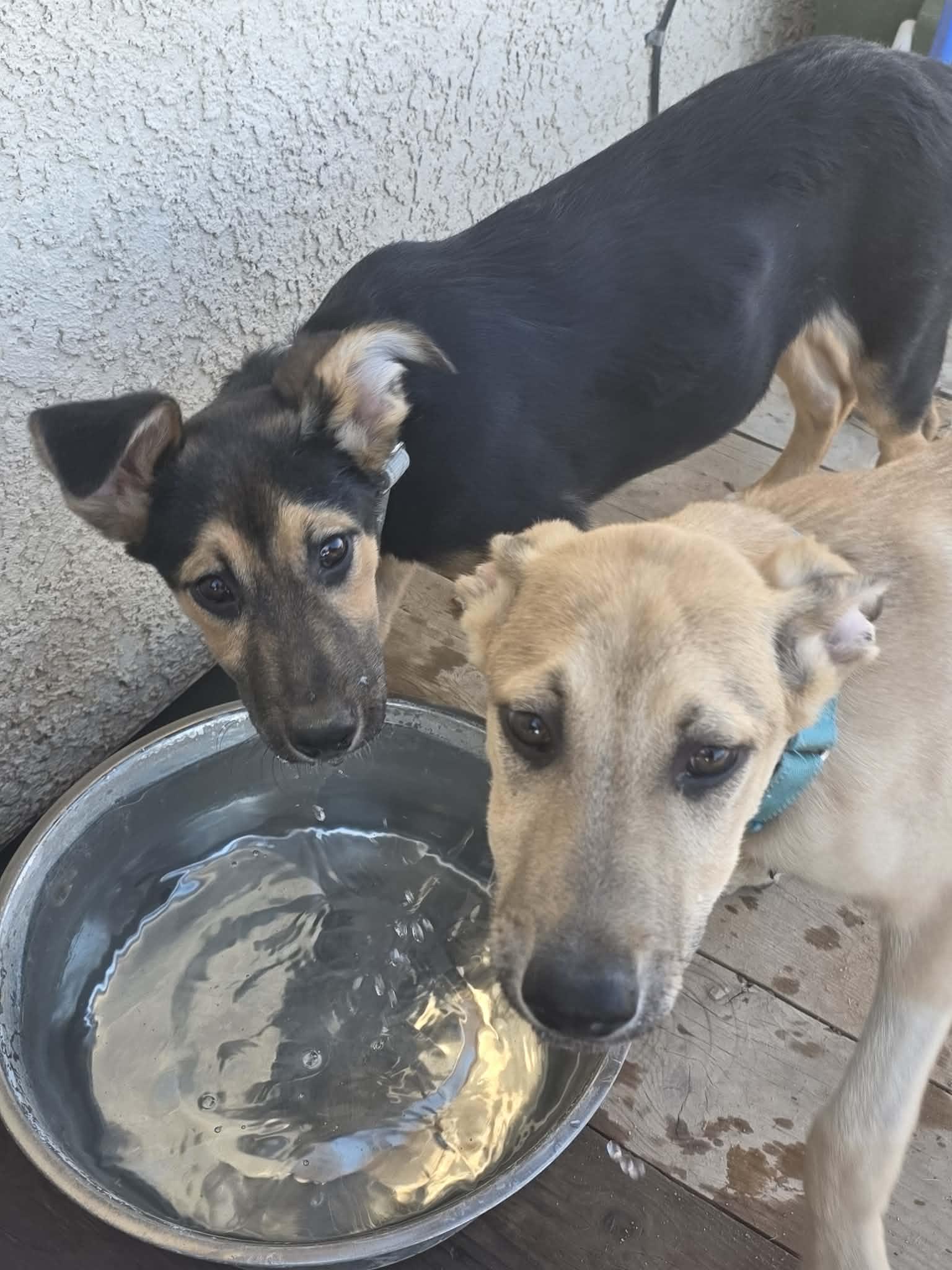 Sharon, ADOPTABLE, Puppy Female German Shepherd Dog.