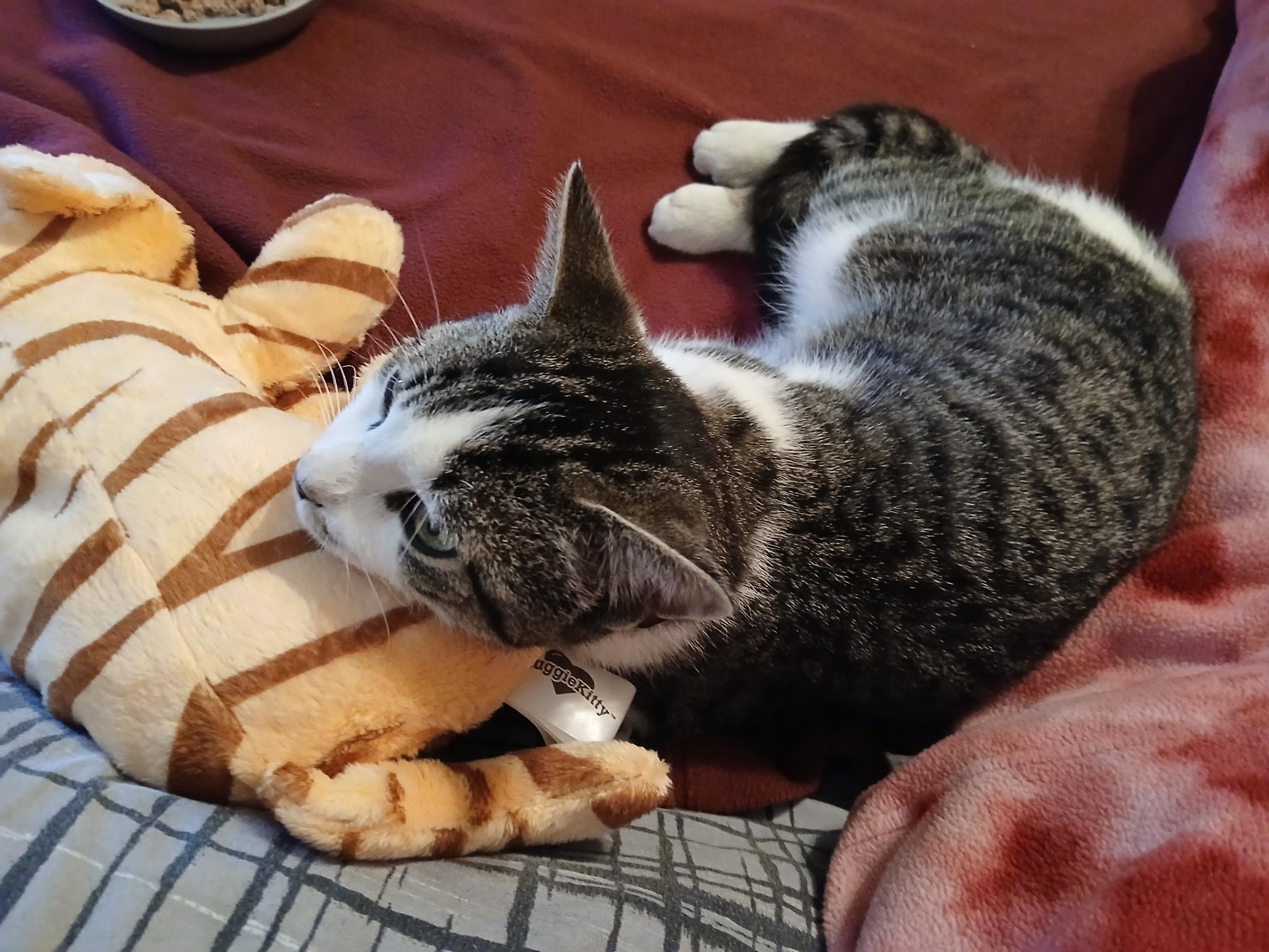 Enlarge Clark, a Adoptable mixed breed in Houston, TX image 3/6