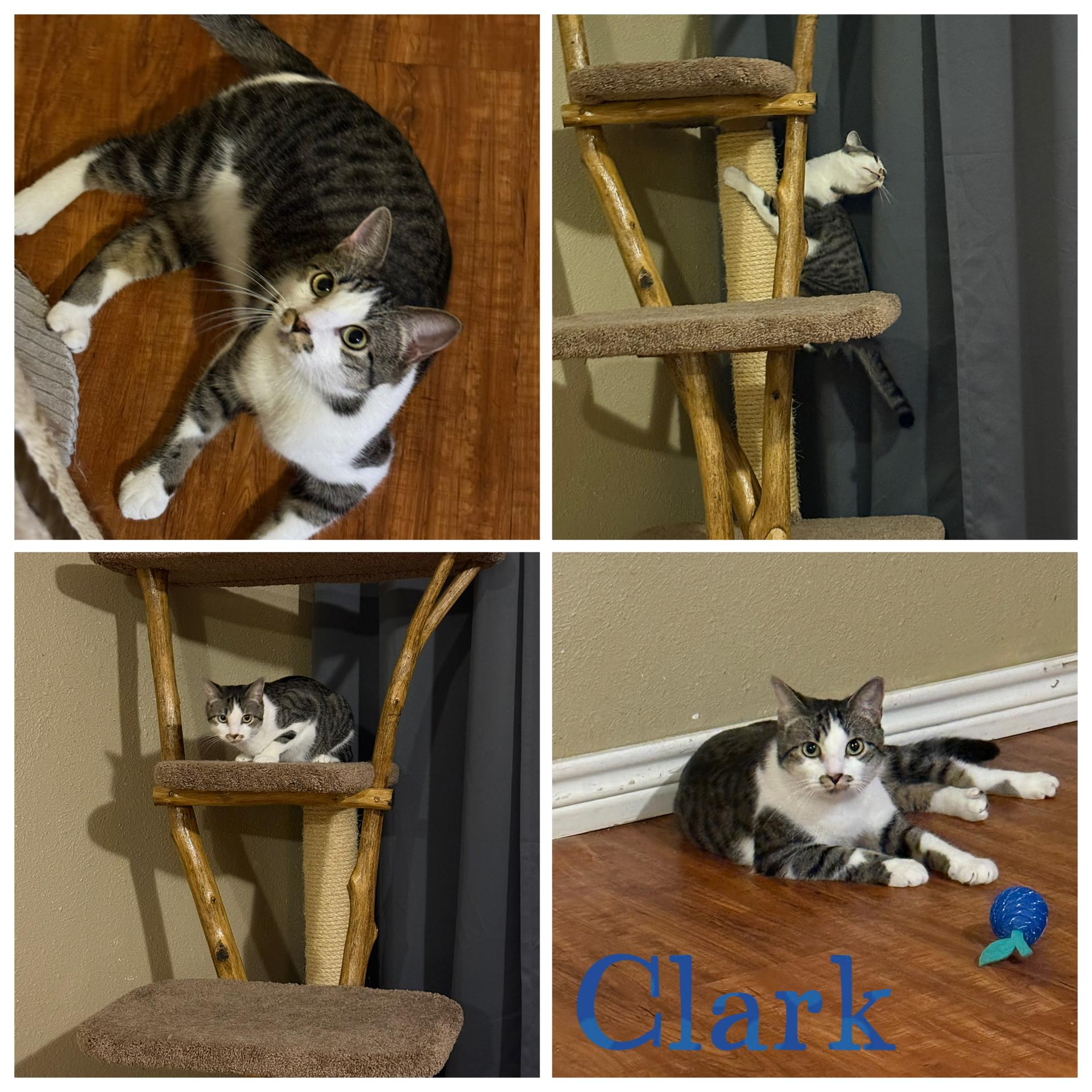 Clark, Adoptable, Adult Male Domestic Short Hair & Tabby.