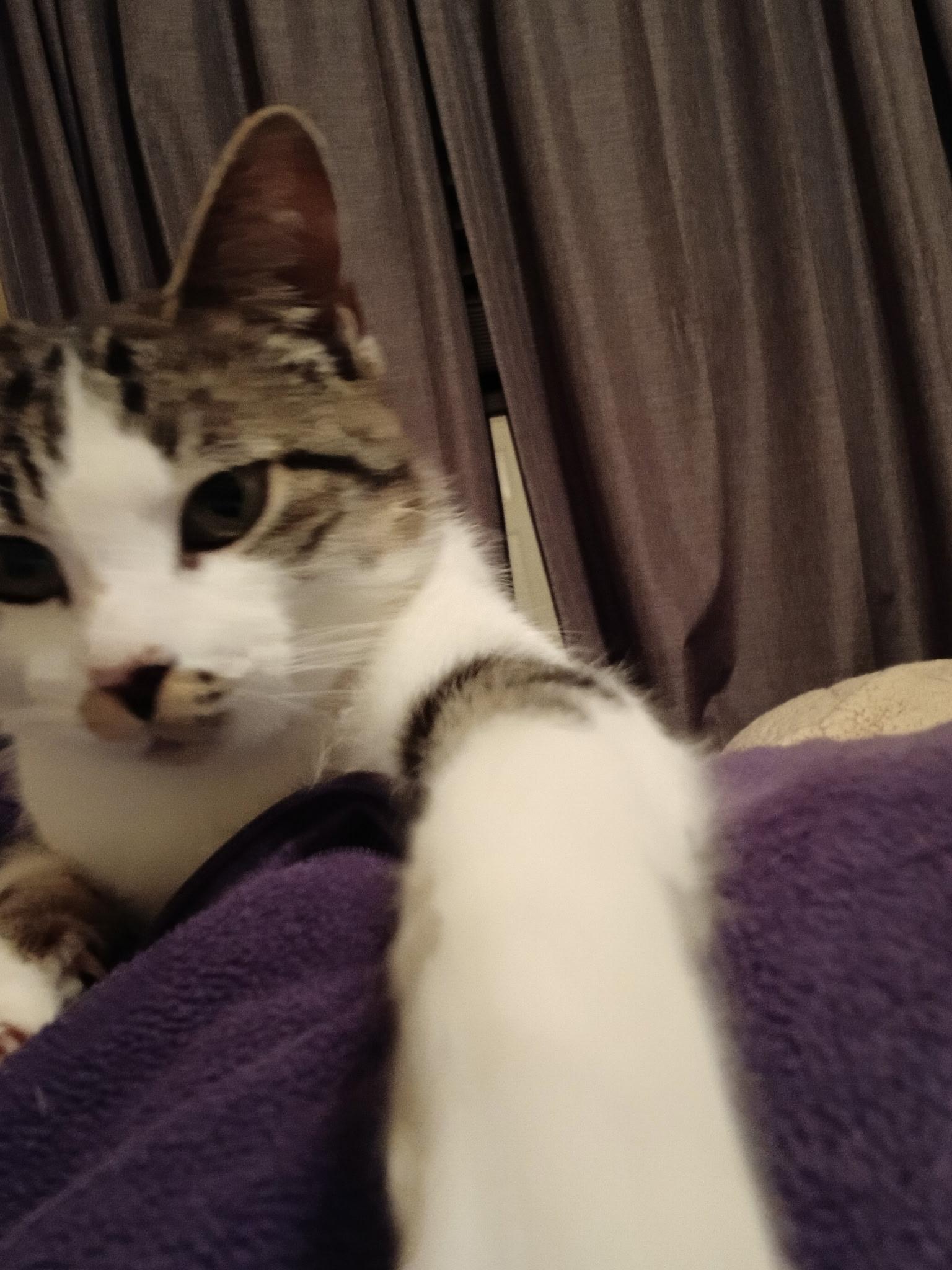 Enlarge Clark, a Adoptable mixed breed in Houston, TX image 4/6