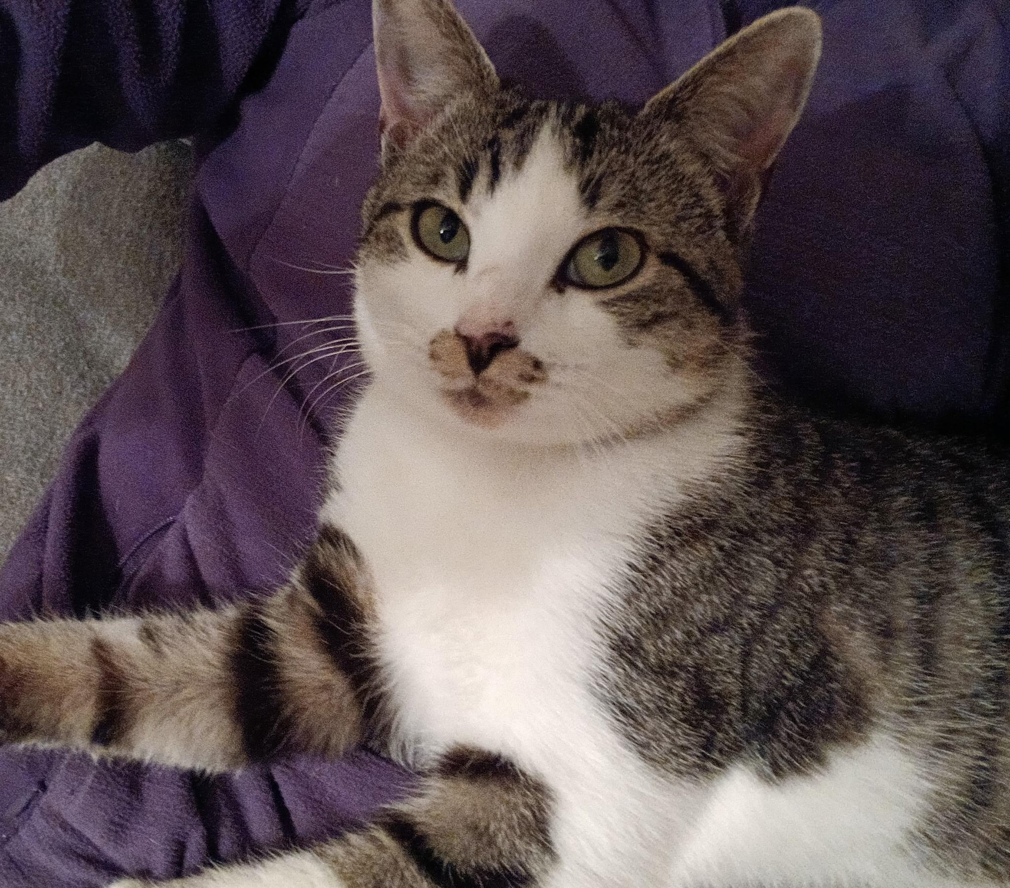 Enlarge Clark, a Adoptable mixed breed in Houston, TX image 6/6