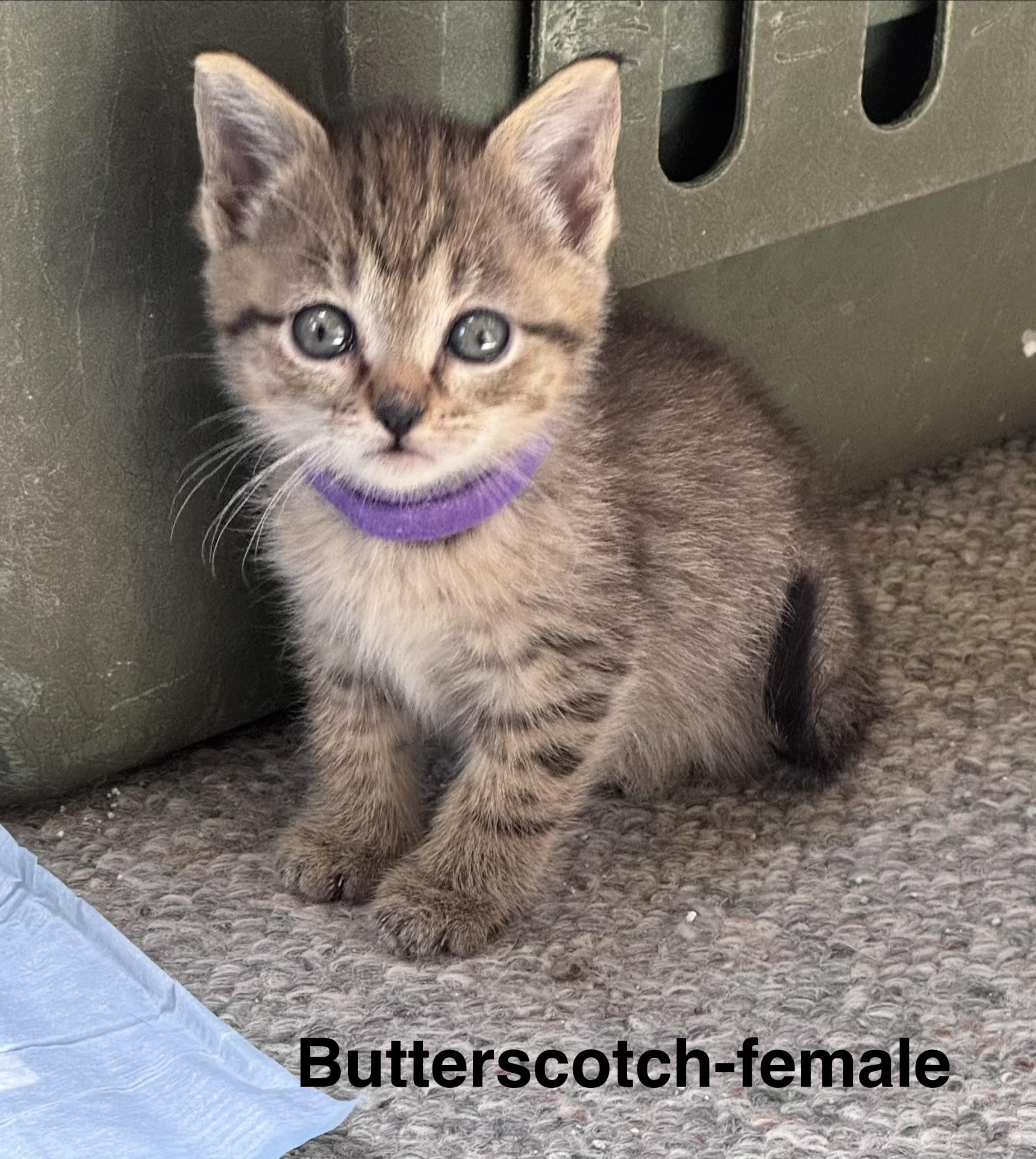Butterscotch, an adopted Domestic Medium Hair in Crystal Lake, IL image 1/2