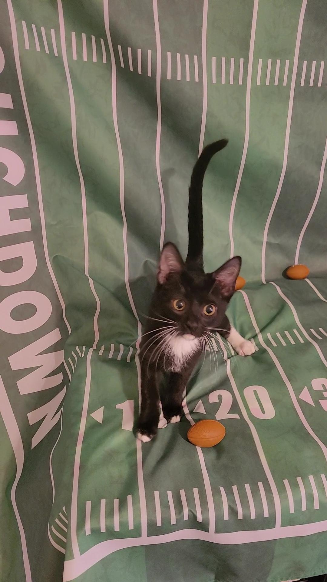 BOB "The LOVE BUG", Adoptable, Kitten Male Tuxedo & Domestic Short Hair.