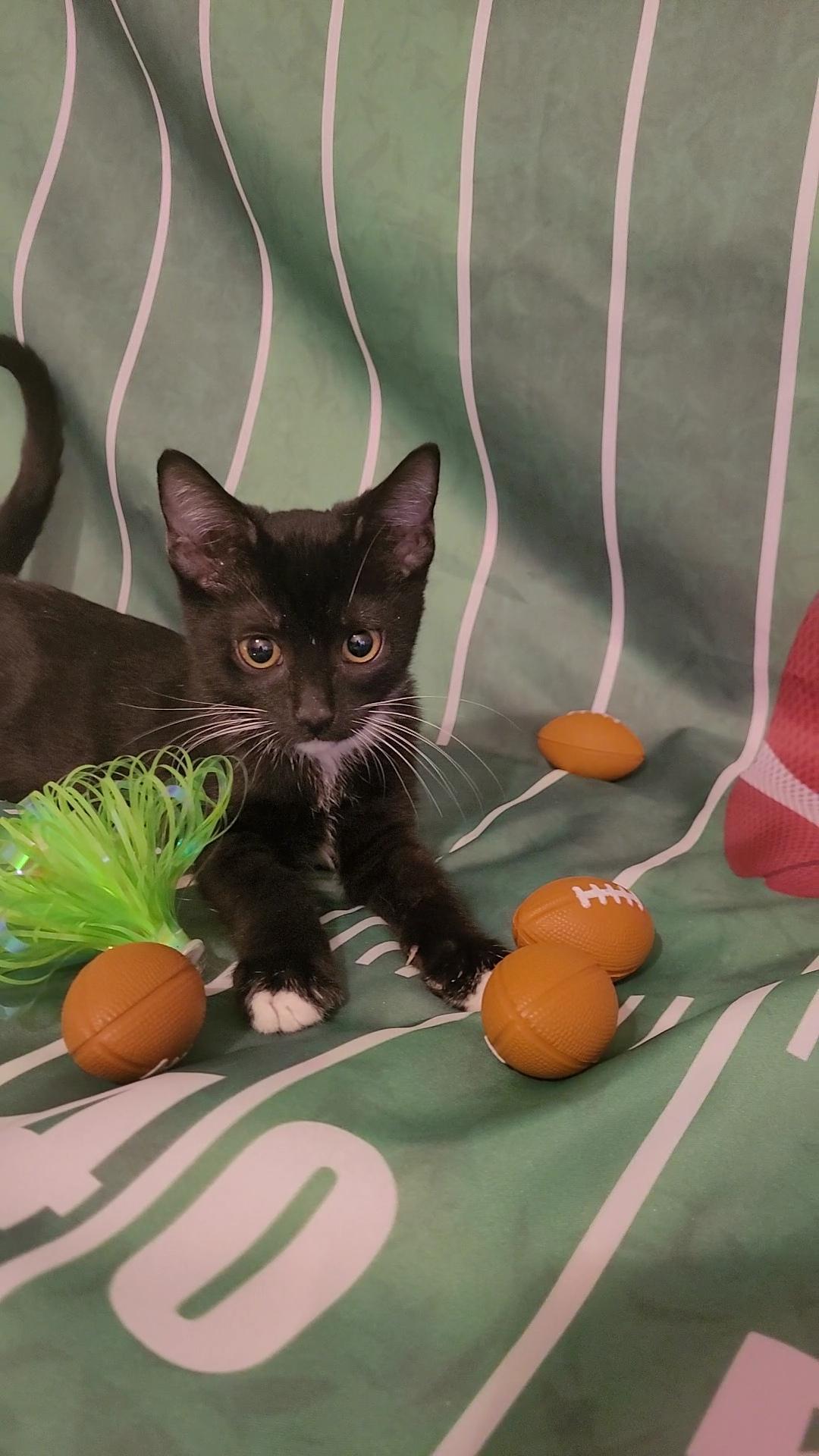 BOB "The LOVE BUG", a Adoptable mixed breed in Escalon, CA image 1/6