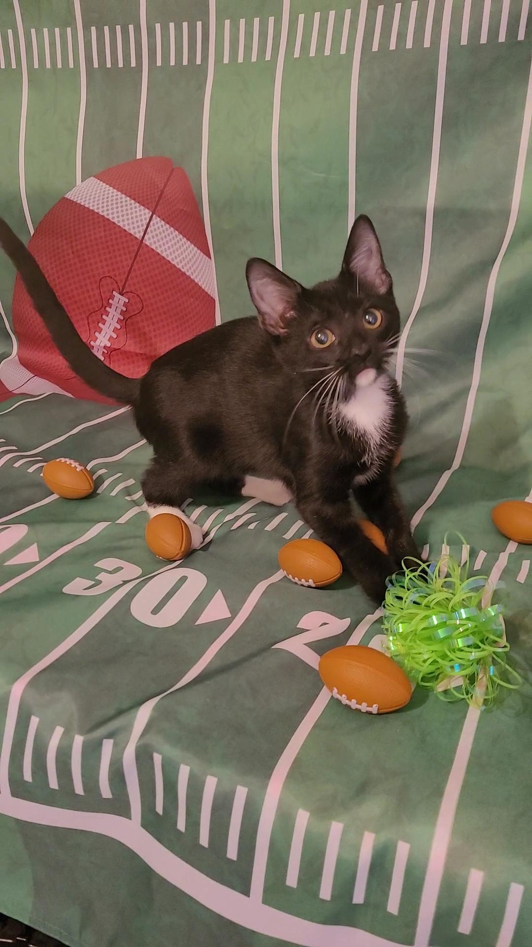 BOB "The LOVE BUG", Adoptable, Kitten Male Tuxedo & Domestic Short Hair.