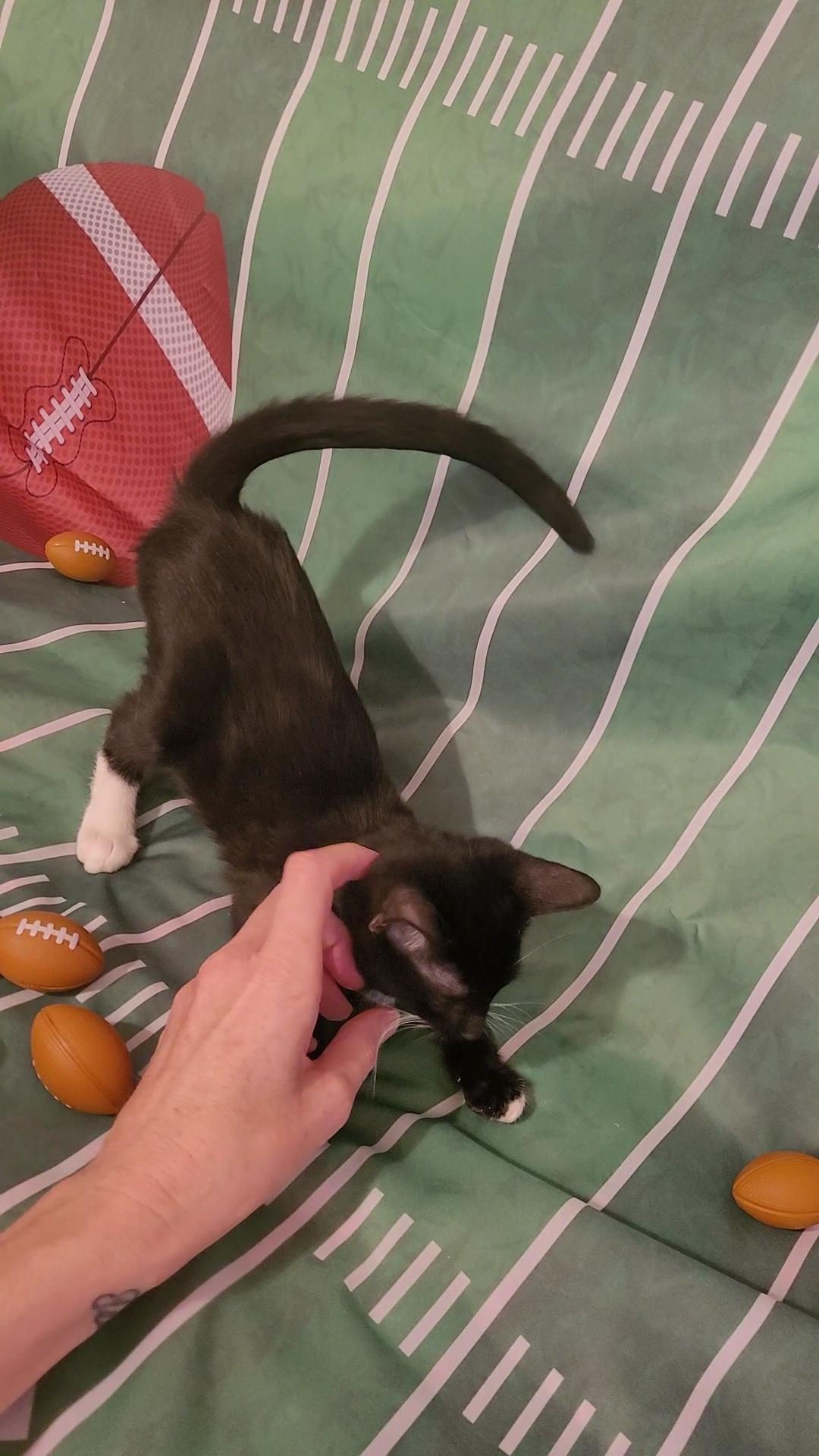 BOB "The LOVE BUG", a Adoptable mixed breed in Escalon, CA image 4/6