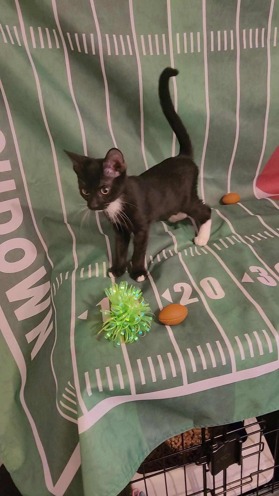 BOB "The LOVE BUG", a Adoptable mixed breed in Escalon, CA image 5/6