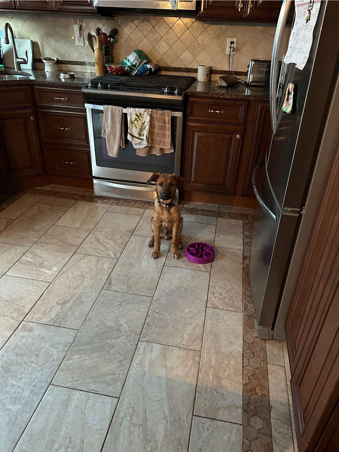 Enlarge Shaggy, a Adopted mixed breed in Riverdale, NJ image 2/6