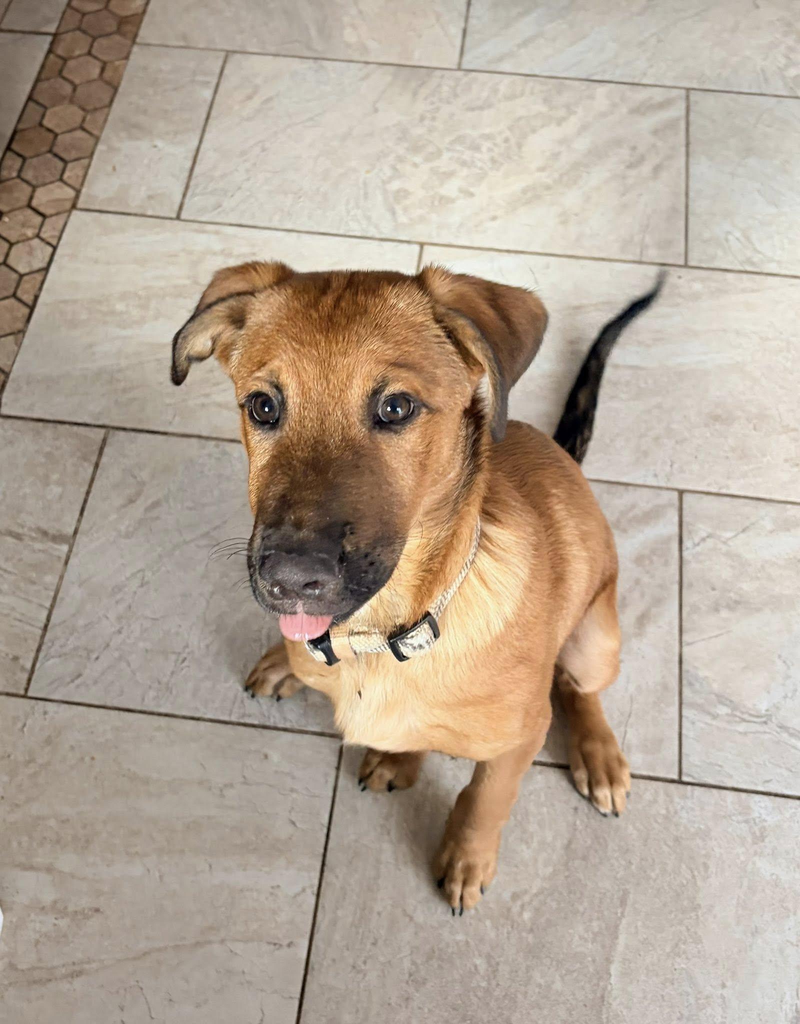 Enlarge Shaggy, a Adopted mixed breed in Riverdale, NJ image 1/6