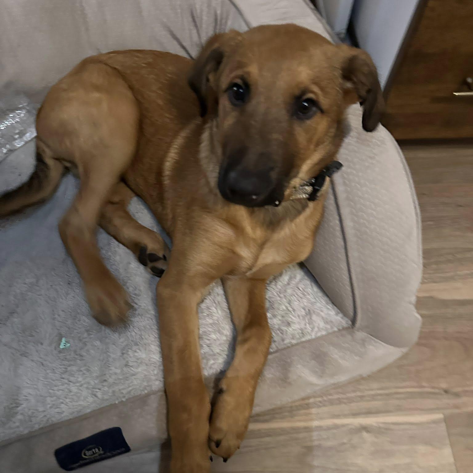 Shaggy, Adopted, Puppy Male Belgian Shepherd / Malinois & Bernadoodle.