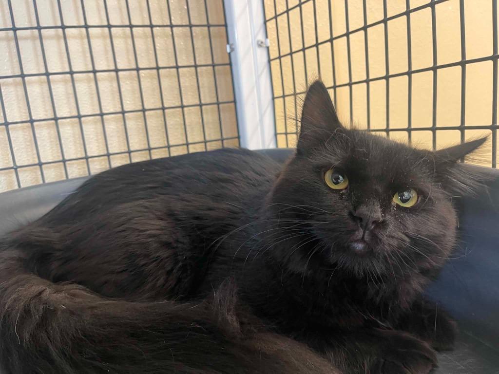 Enlarge Gatsby, a Adoptable mixed breed in Green River, WY image 1/4
