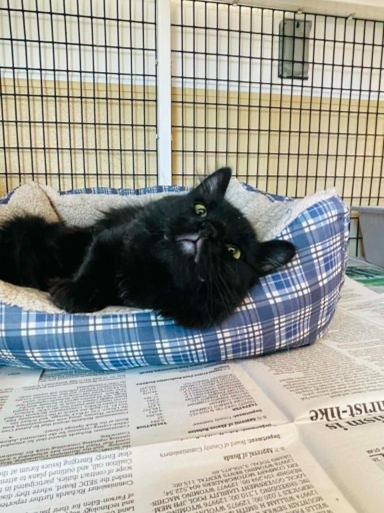 Enlarge Gatsby, a Adoptable mixed breed in Green River, WY image 2/4