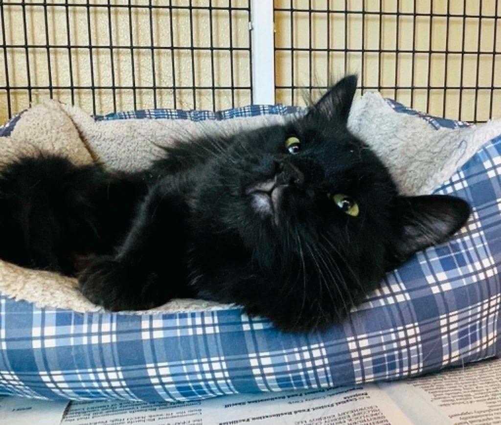 Enlarge Gatsby, a Adoptable mixed breed in Green River, WY image 3/4