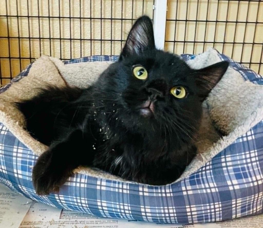Enlarge Gatsby, a Adoptable mixed breed in Green River, WY image 4/4