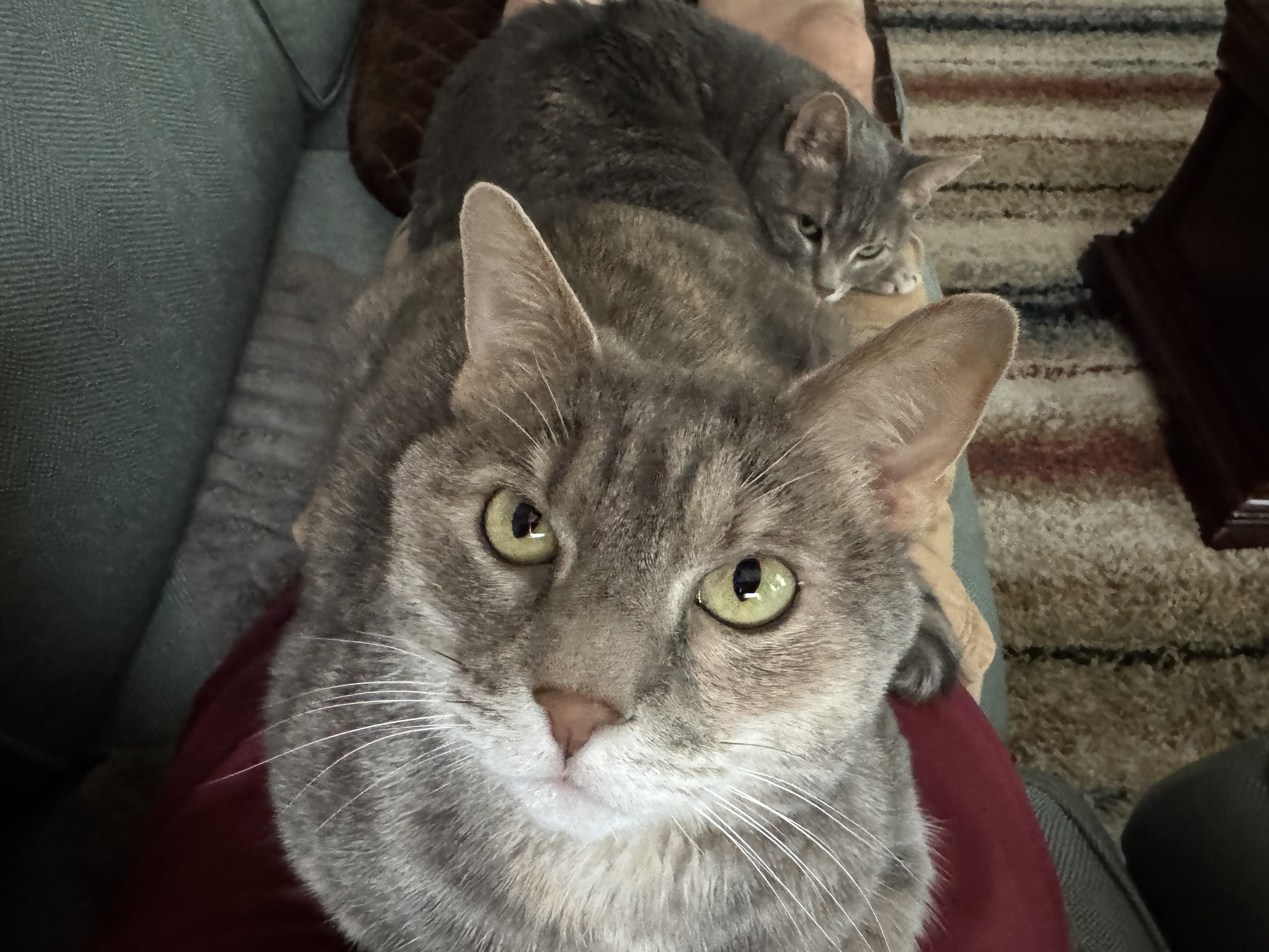 Halley and Lyra - Bonded Sisters - 7 years old, a ADOPTABLE Domestic Short Hair in Farmington, MN image 2/6