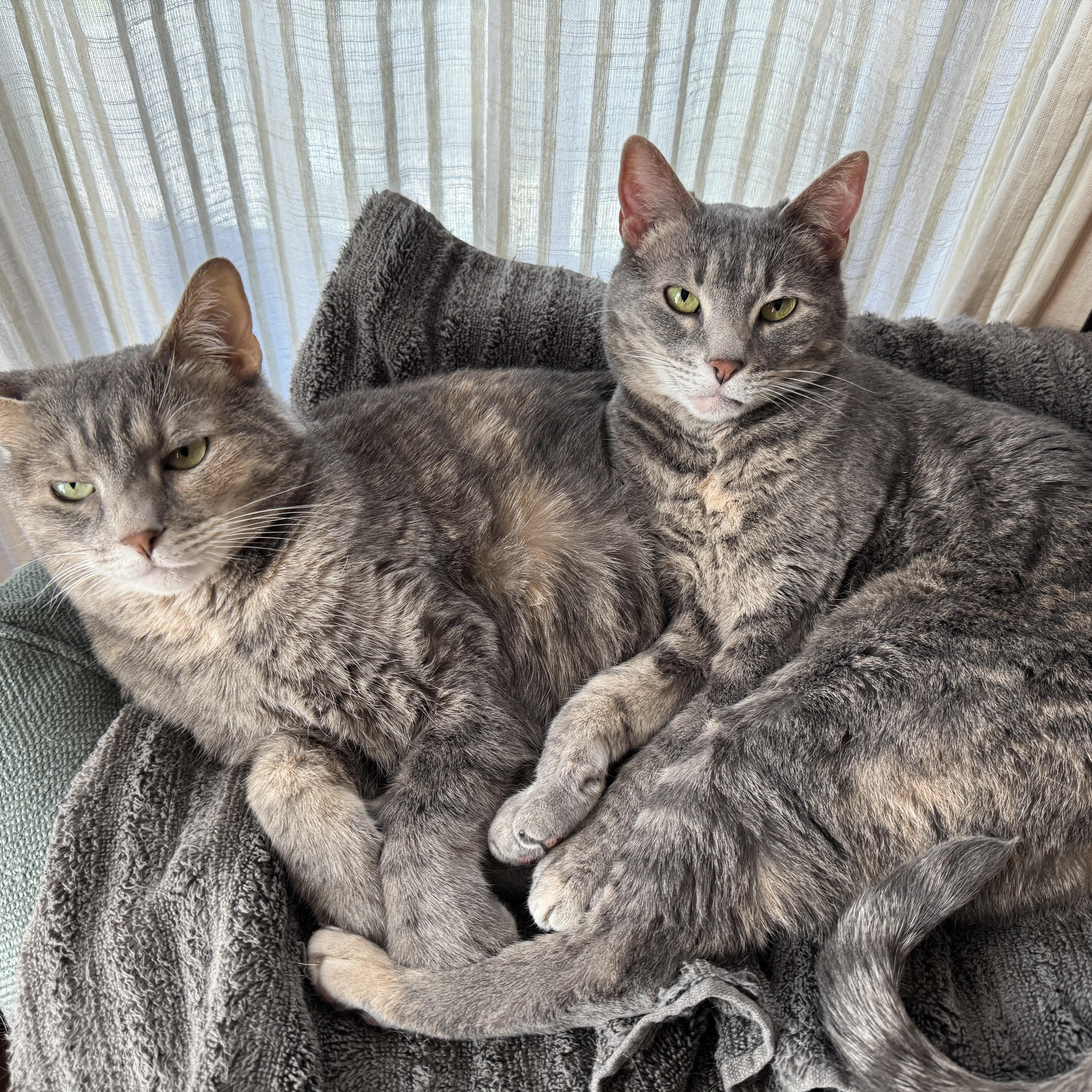 Halley and Lyra - Bonded Sisters - 7 years old, a ADOPTABLE Domestic Short Hair in Farmington, MN image 1/6