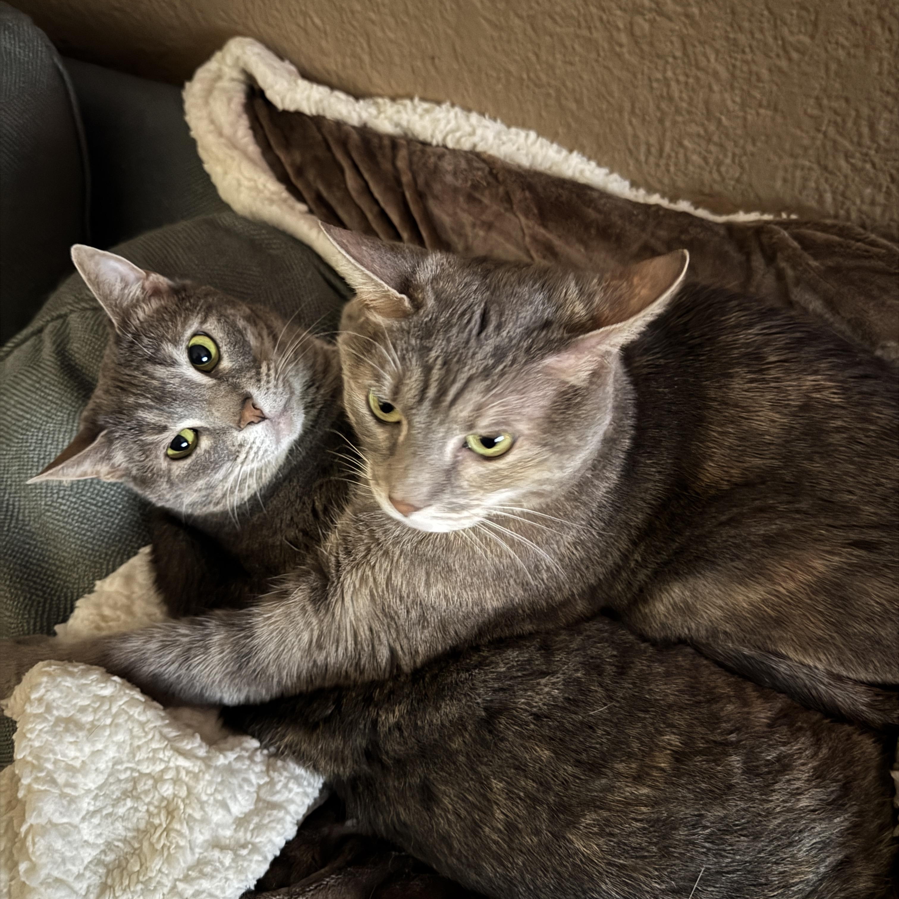 Halley and Lyra - Bonded Sisters - 7 years old, a ADOPTABLE Domestic Short Hair in Farmington, MN image 3/6