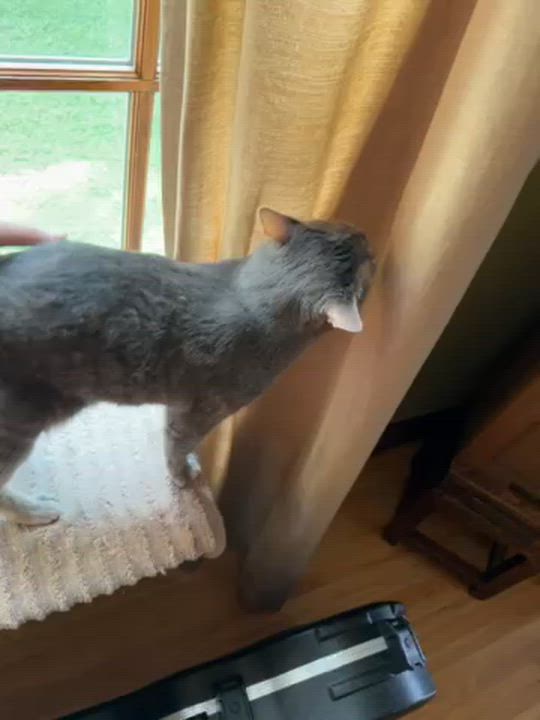 Enlarge Halley and Lyra - Bonded Sisters - 7 years old, a ADOPTABLE Domestic Short Hair in Farmington, MN video 6/6